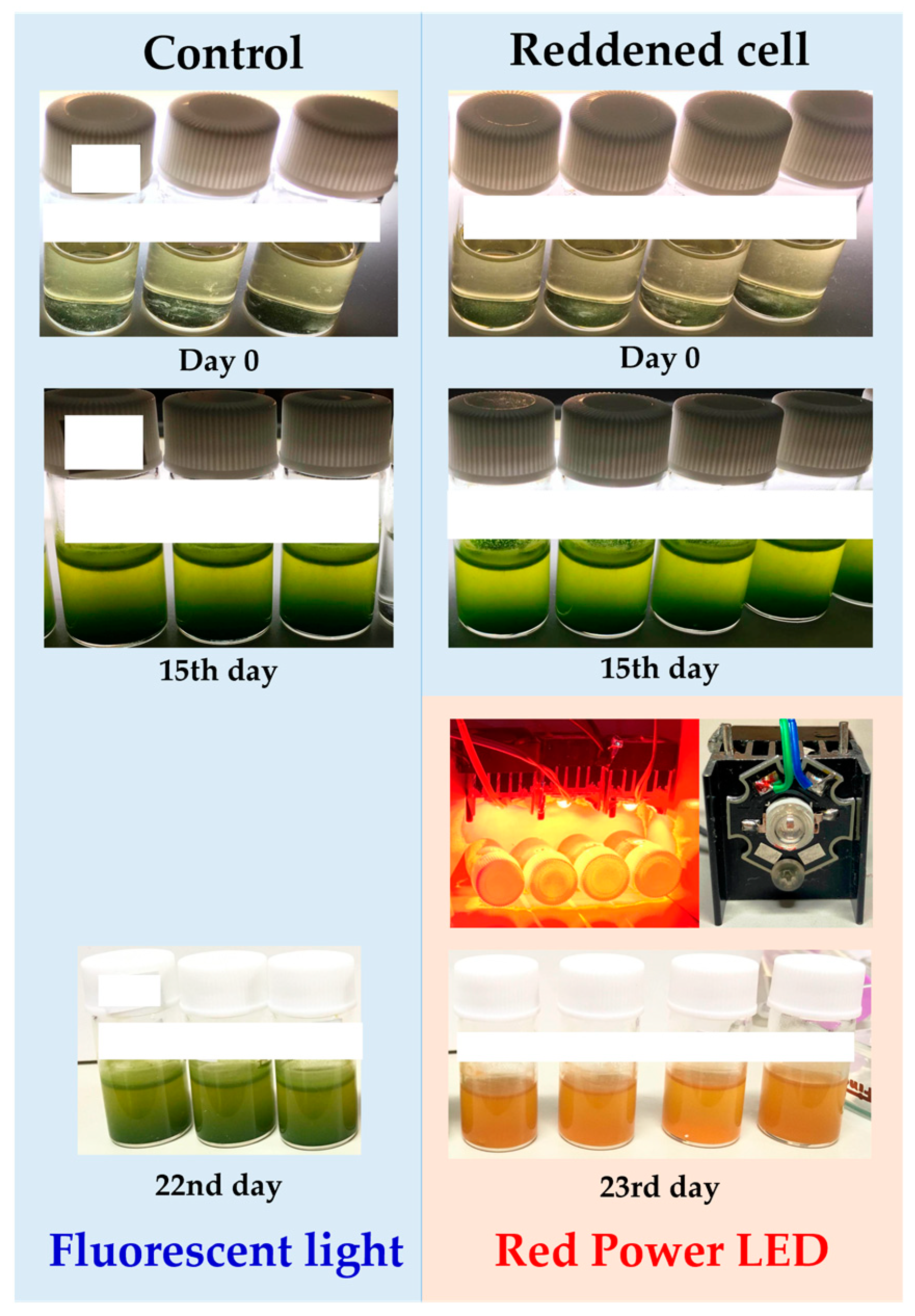 Plants 13 00510 g016