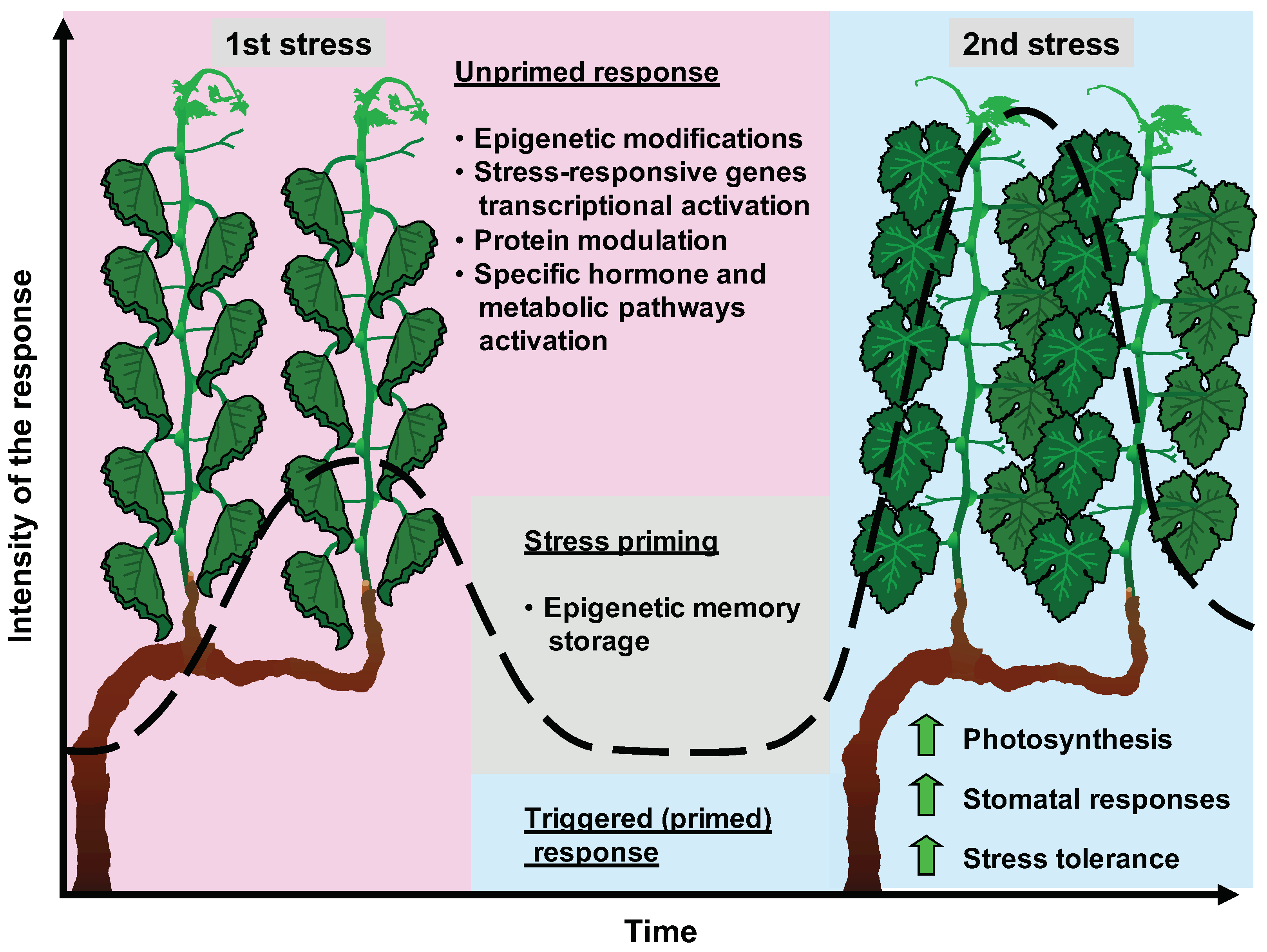 Plants | Free Full-Text | Emerging Roles Of Epigenetics In Grapevine ...