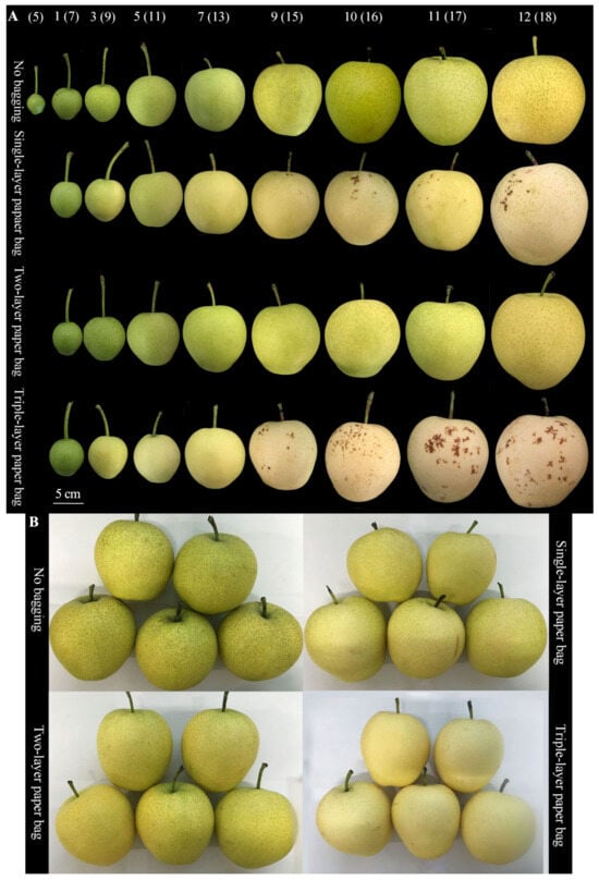 4A BAGGING FLOWERS TO CONTROL POLLINATION PHOTO, CORNELL DEPARTMENT OF... |  Download Scientific Diagram