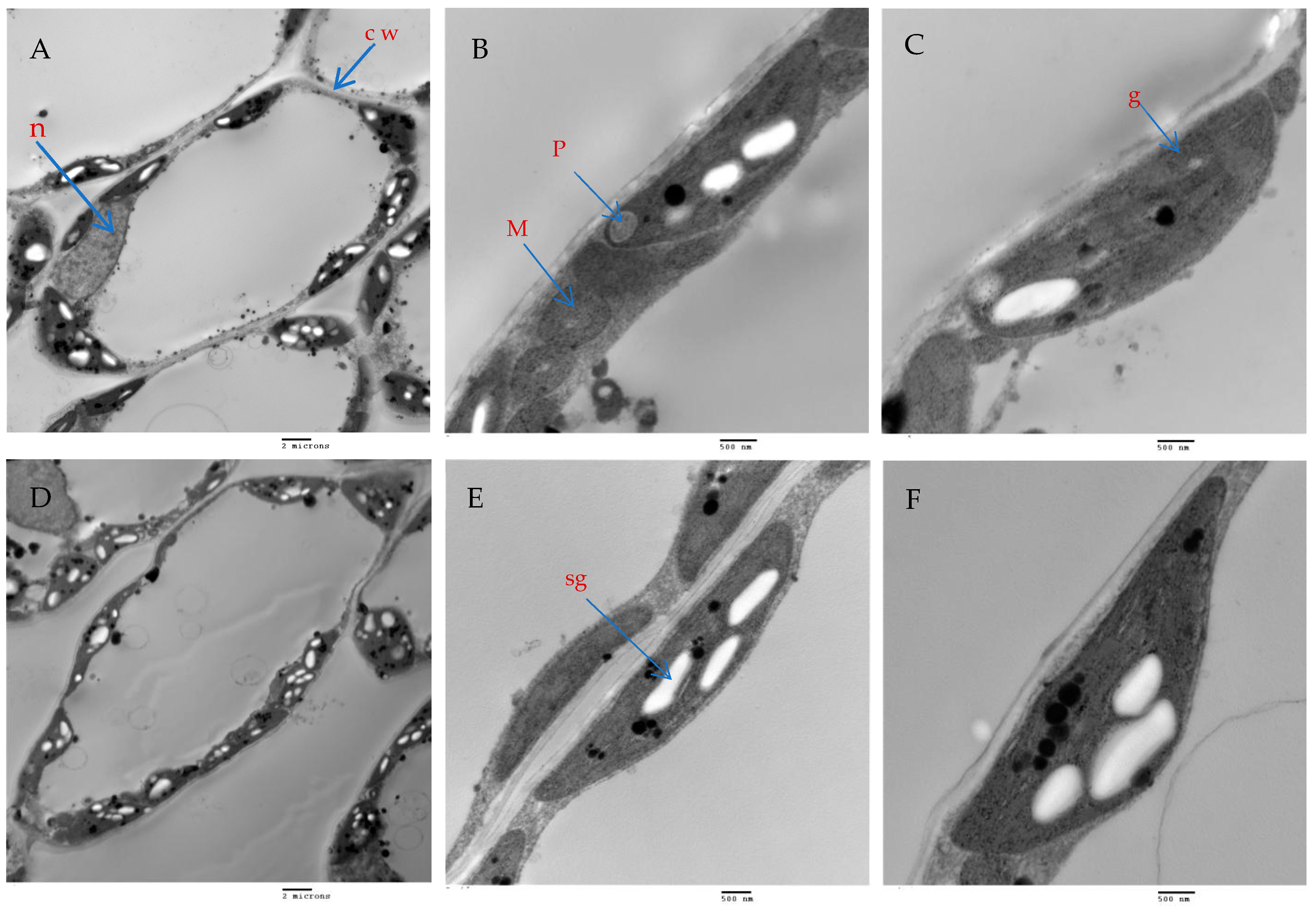 Plants 13 00517 g009