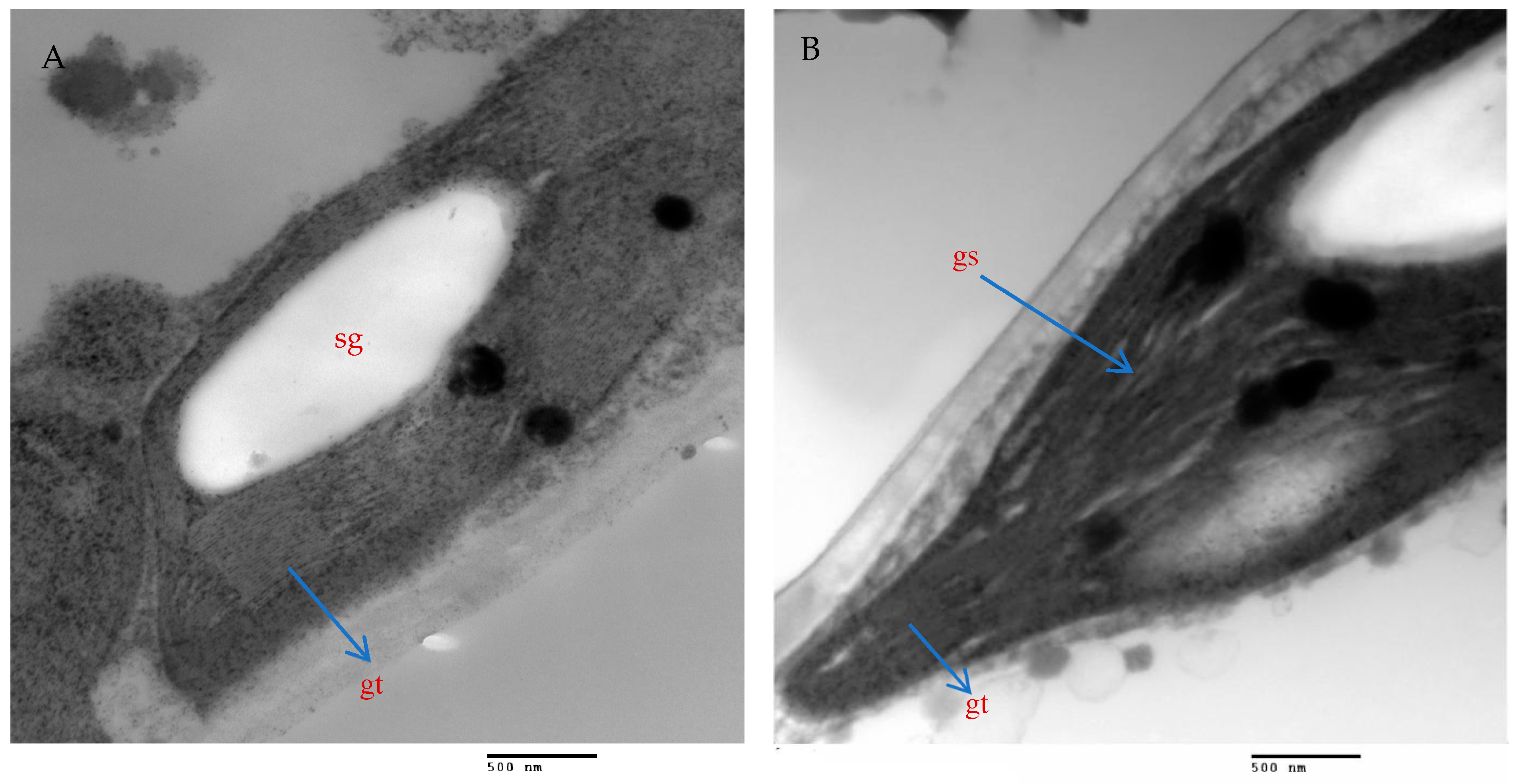 Plants 13 00517 g010