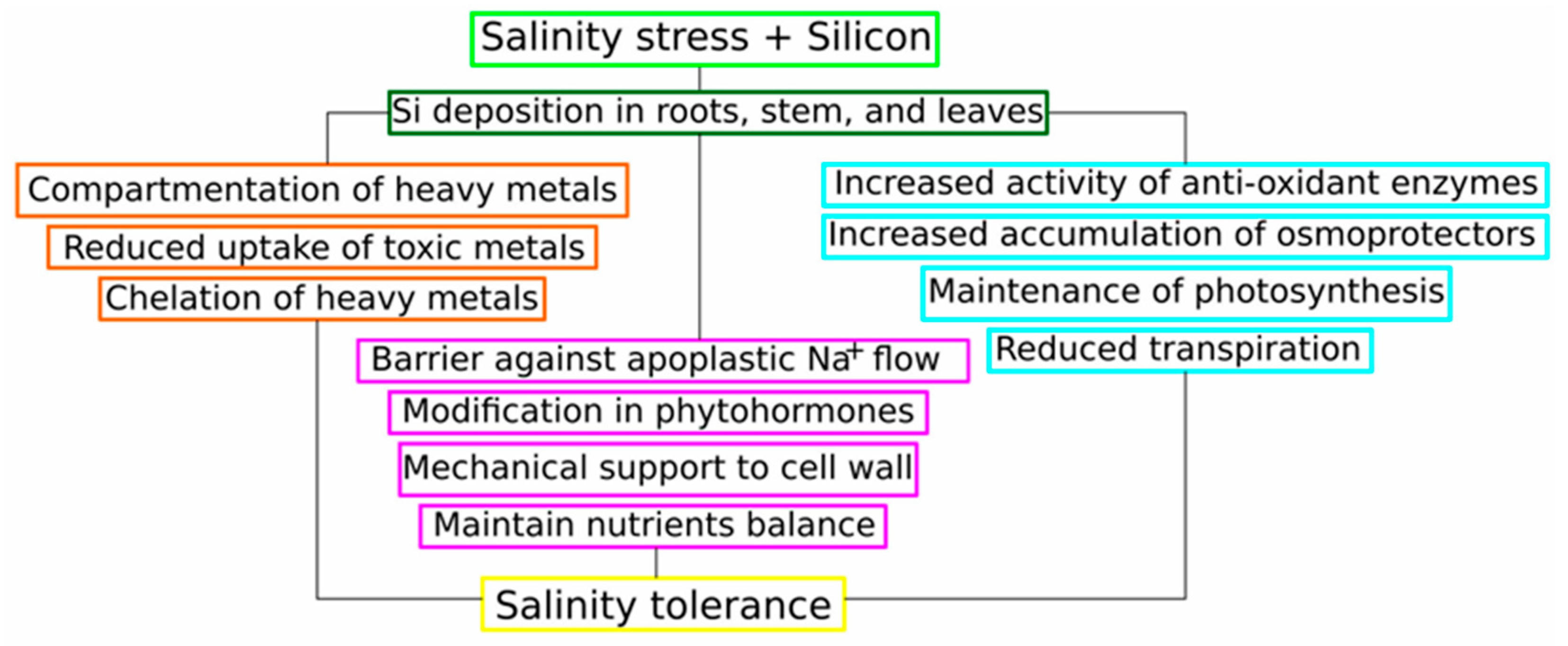Plants 13 00525 g004