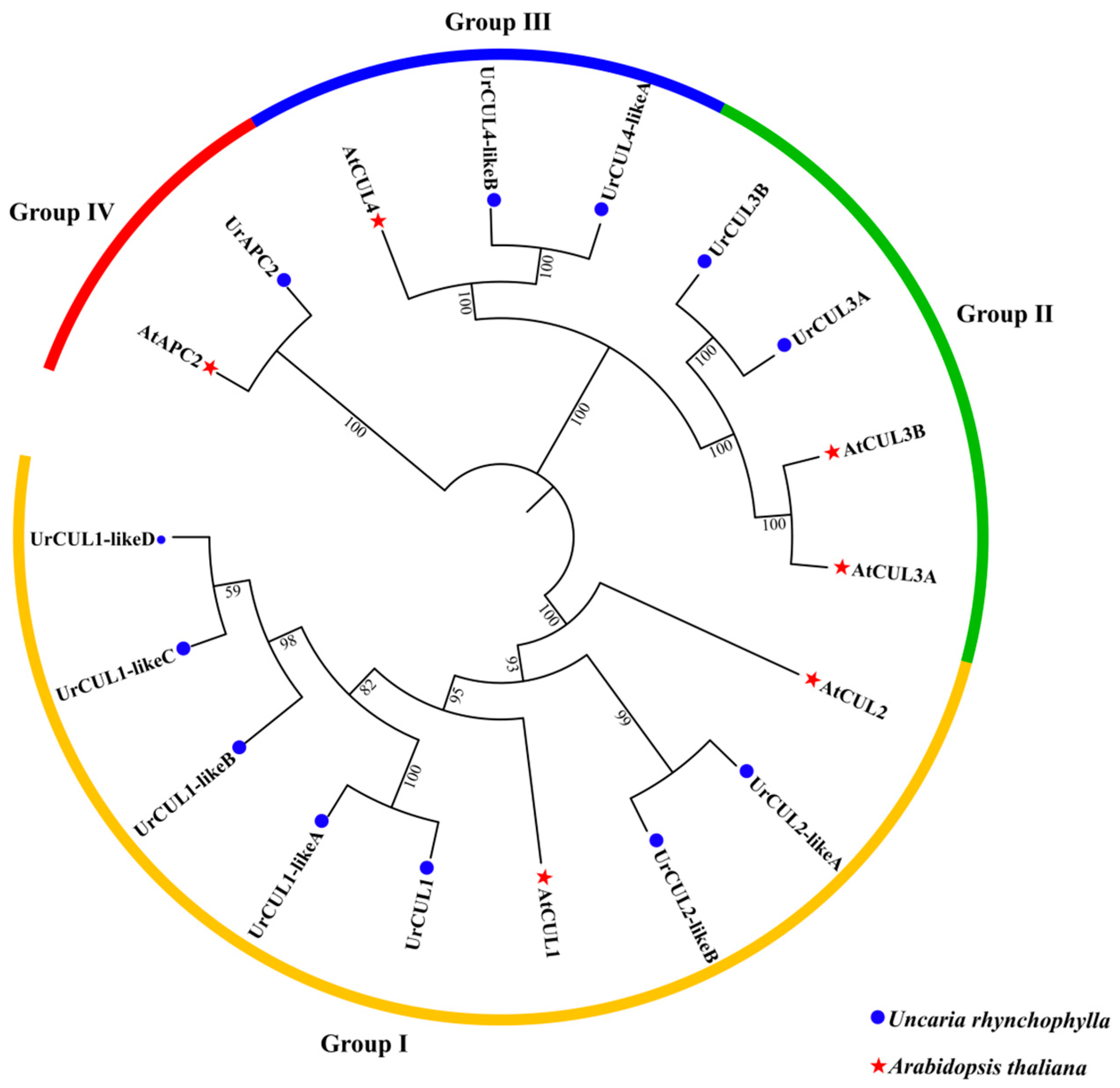 Plants 13 00532 g002