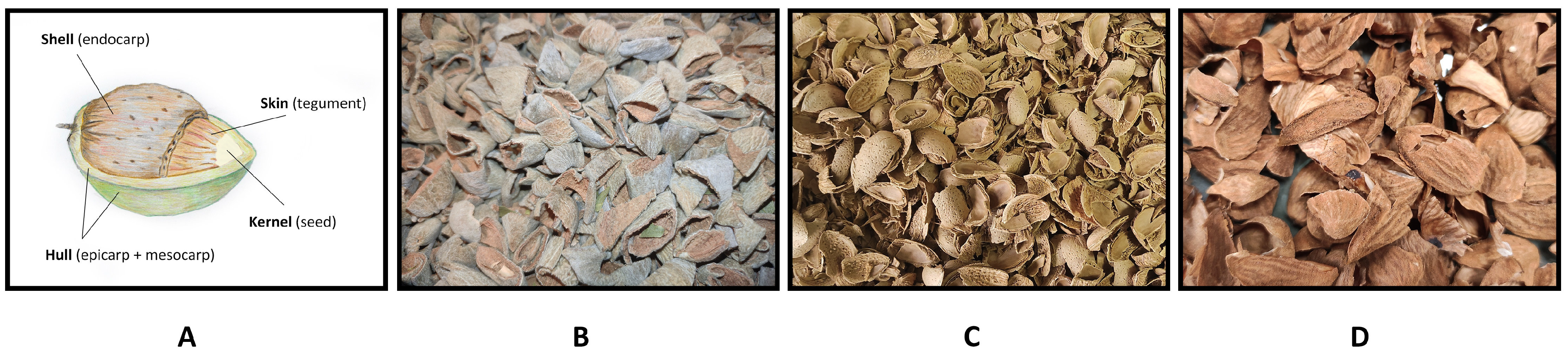 Plants 13 00540 g001