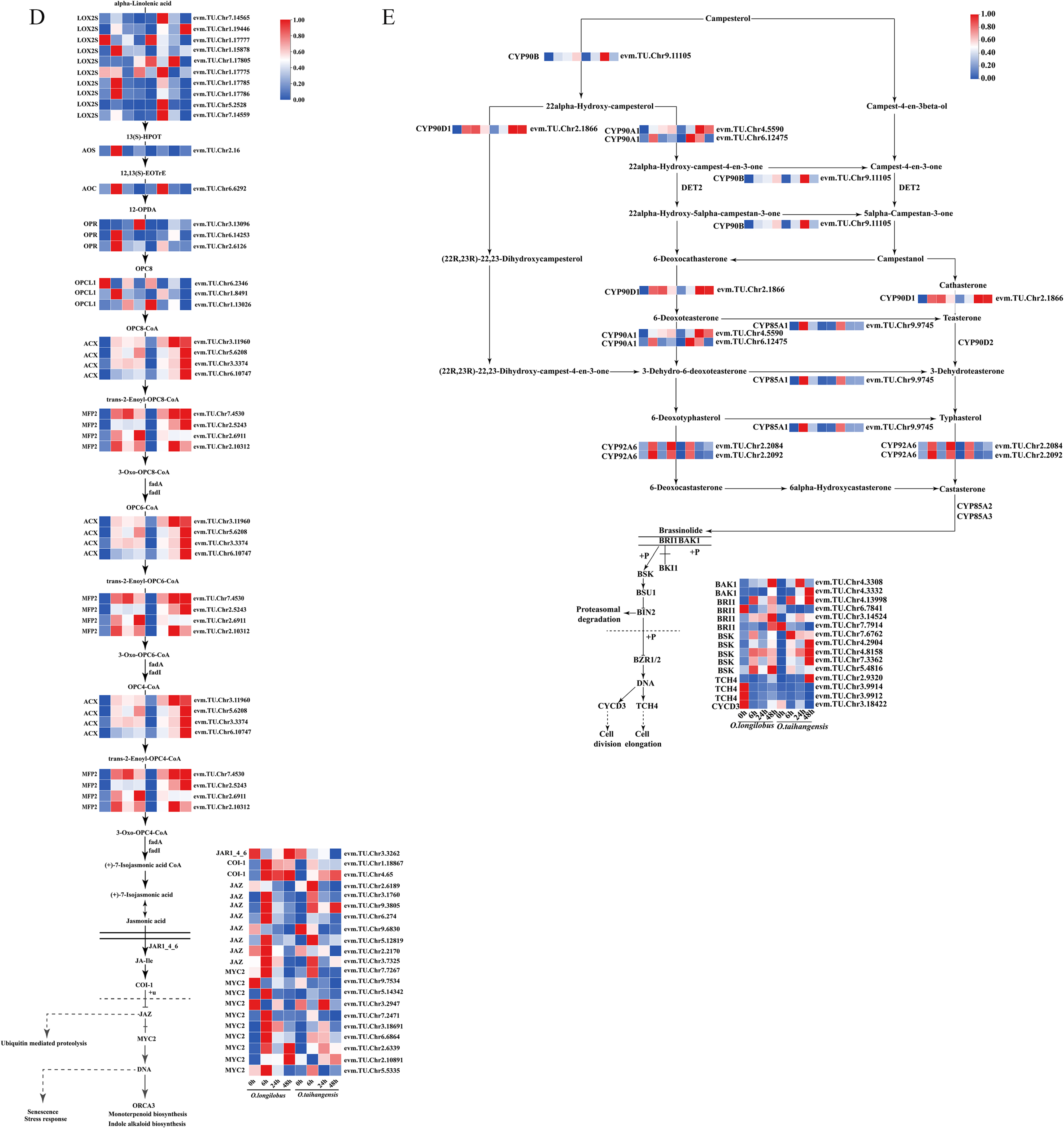 Plants 13 00557 g003b Plants 13 00557 g003b