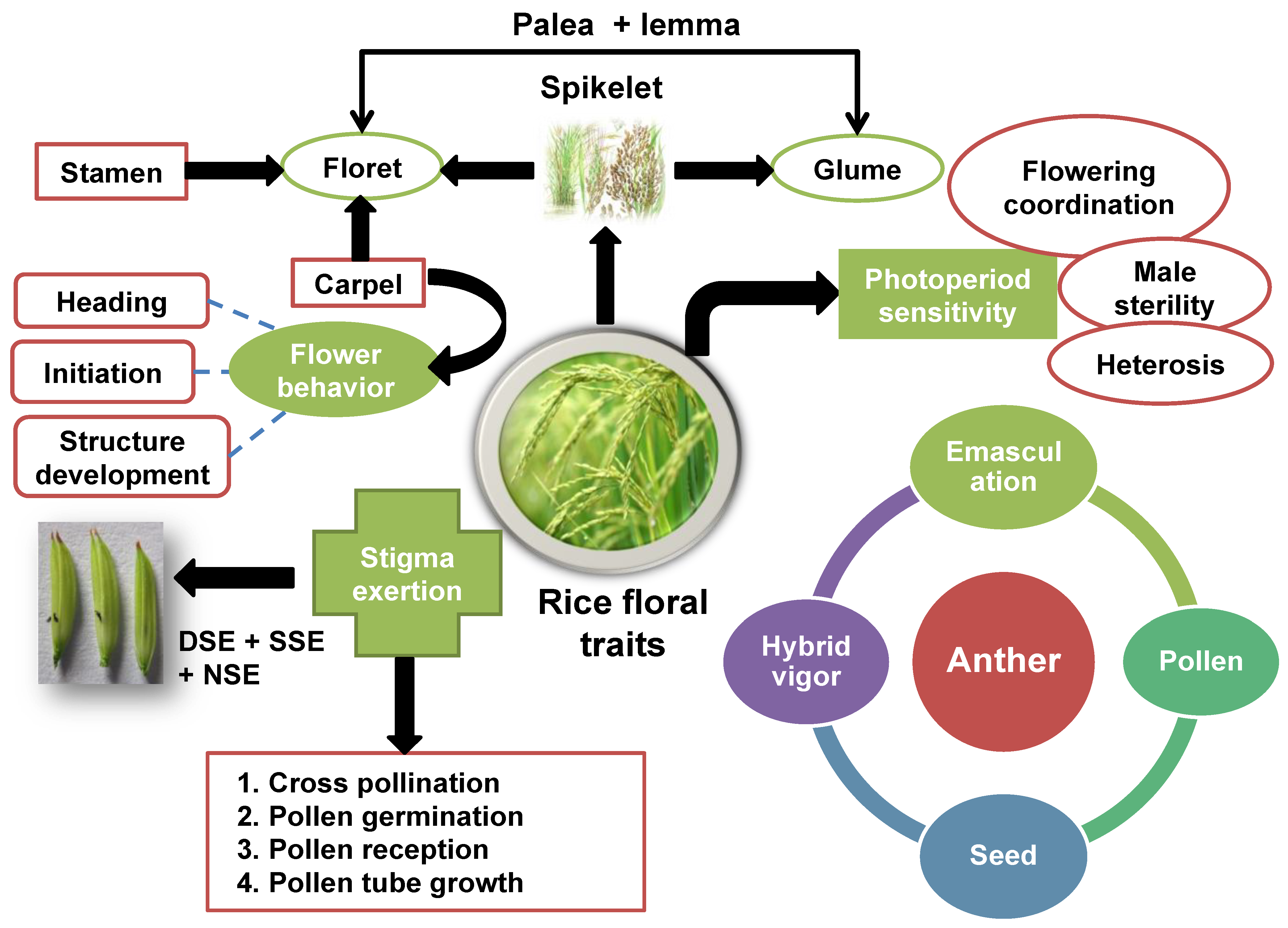 Plants 13 00578 g002