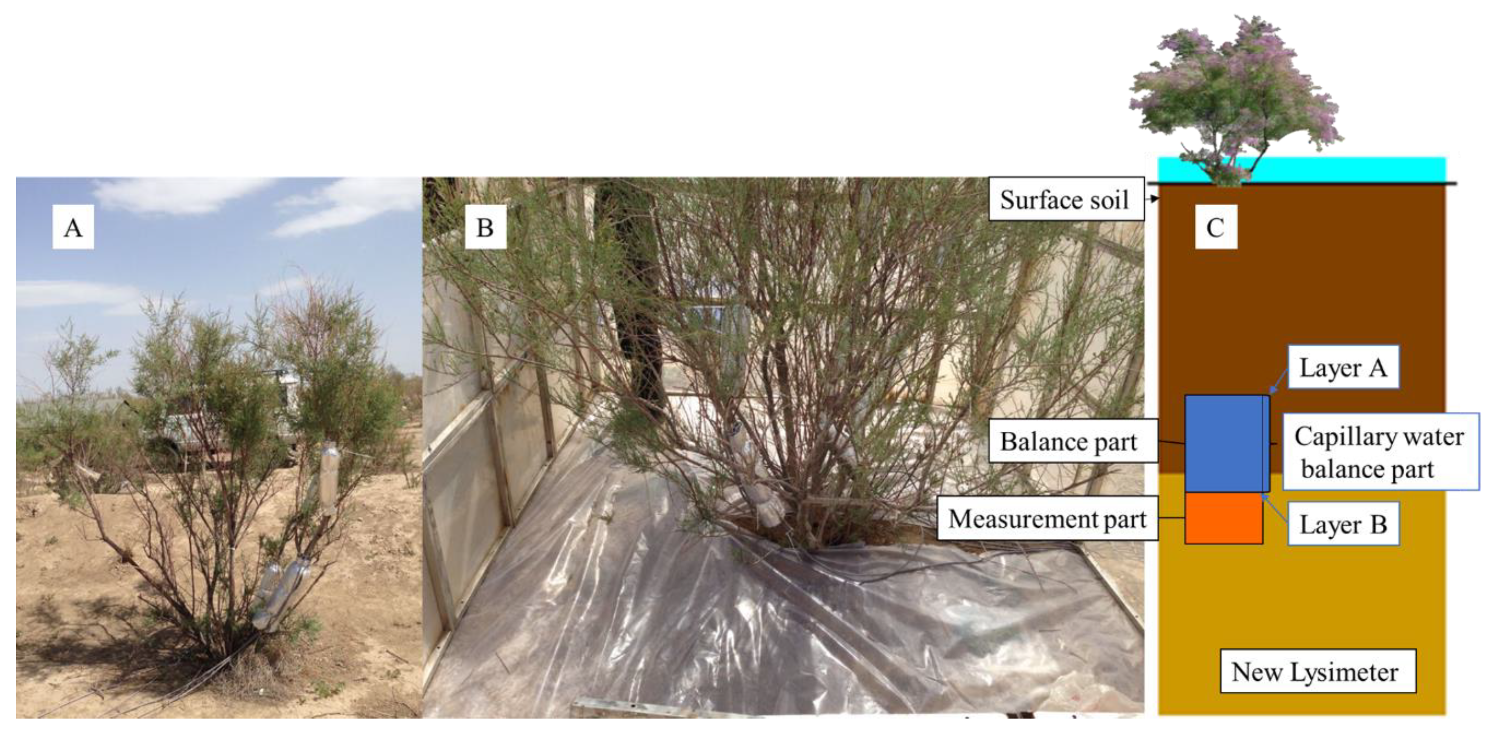 Plants 13 00594 g002