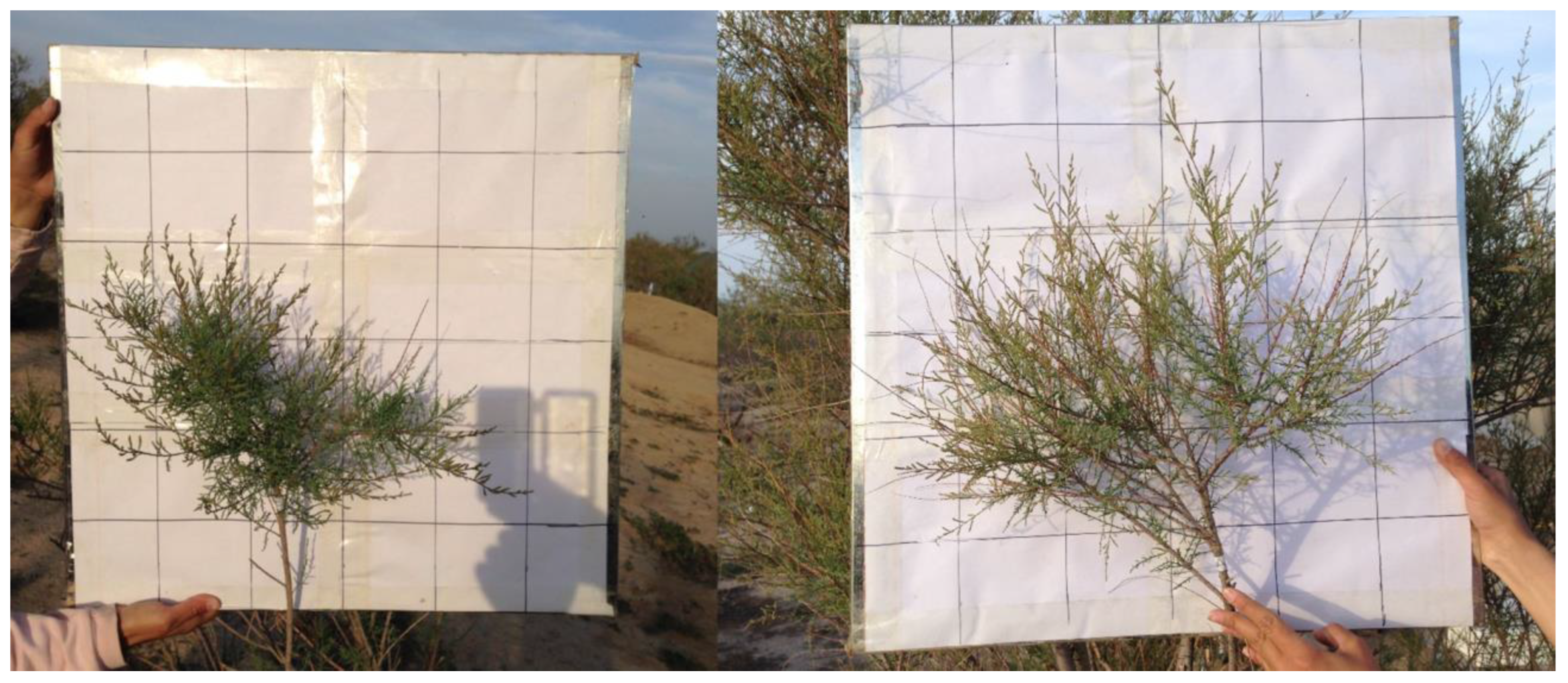 Plants 13 00594 g004