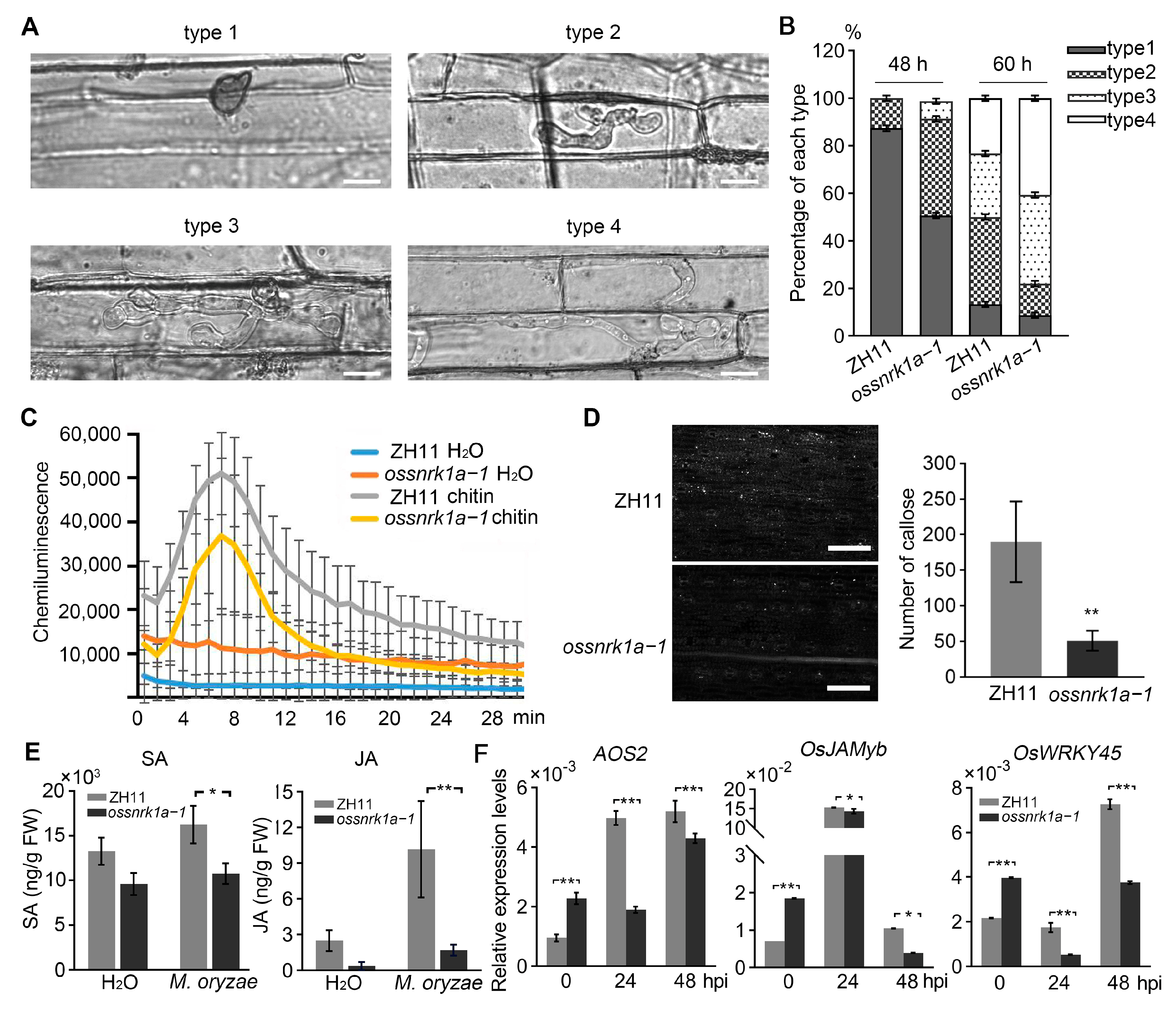 Plants 13 00596 g002