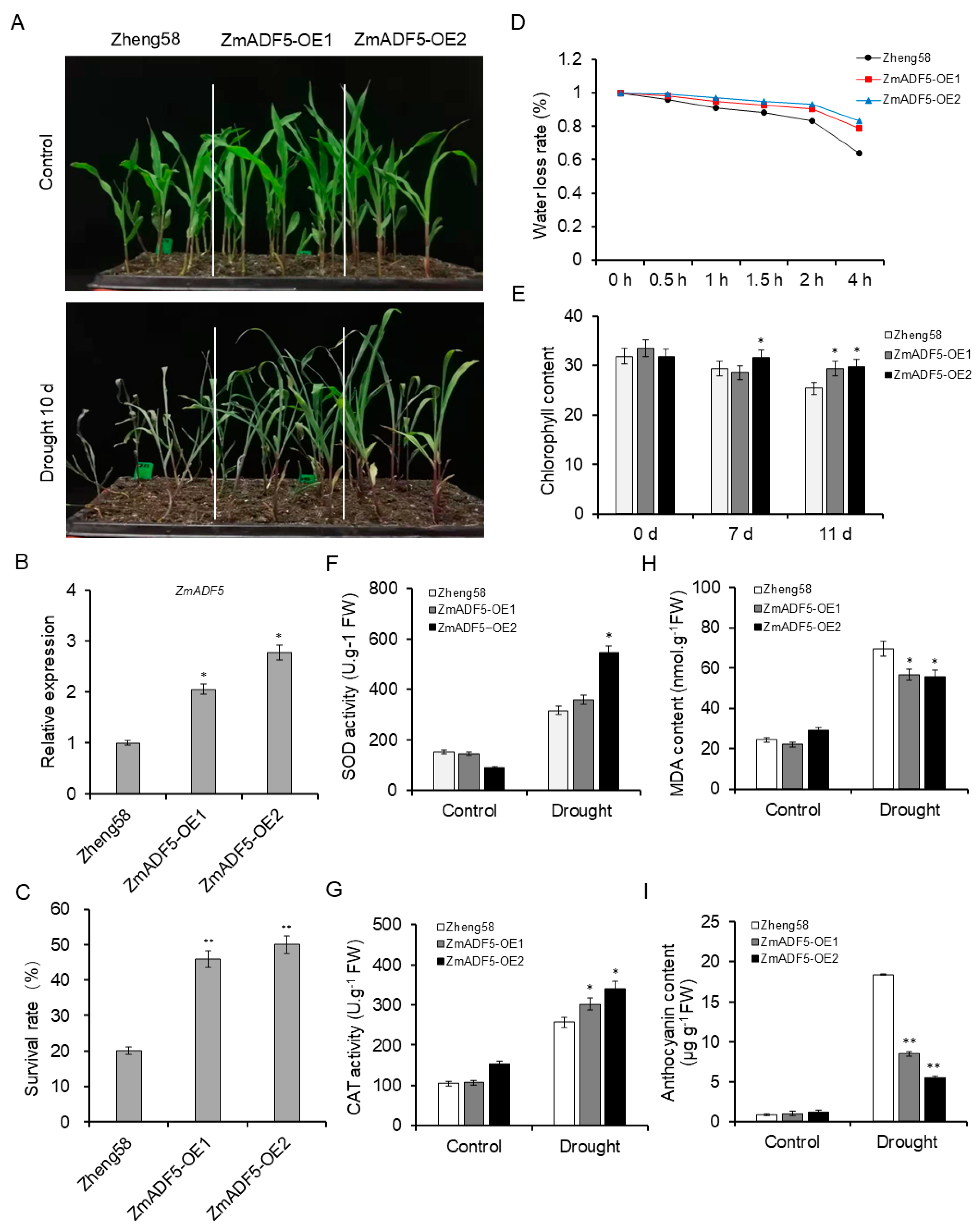 Plants | Free Full-Text | ZmADF5, a Maize Actin-Depolymerizing Factor ...