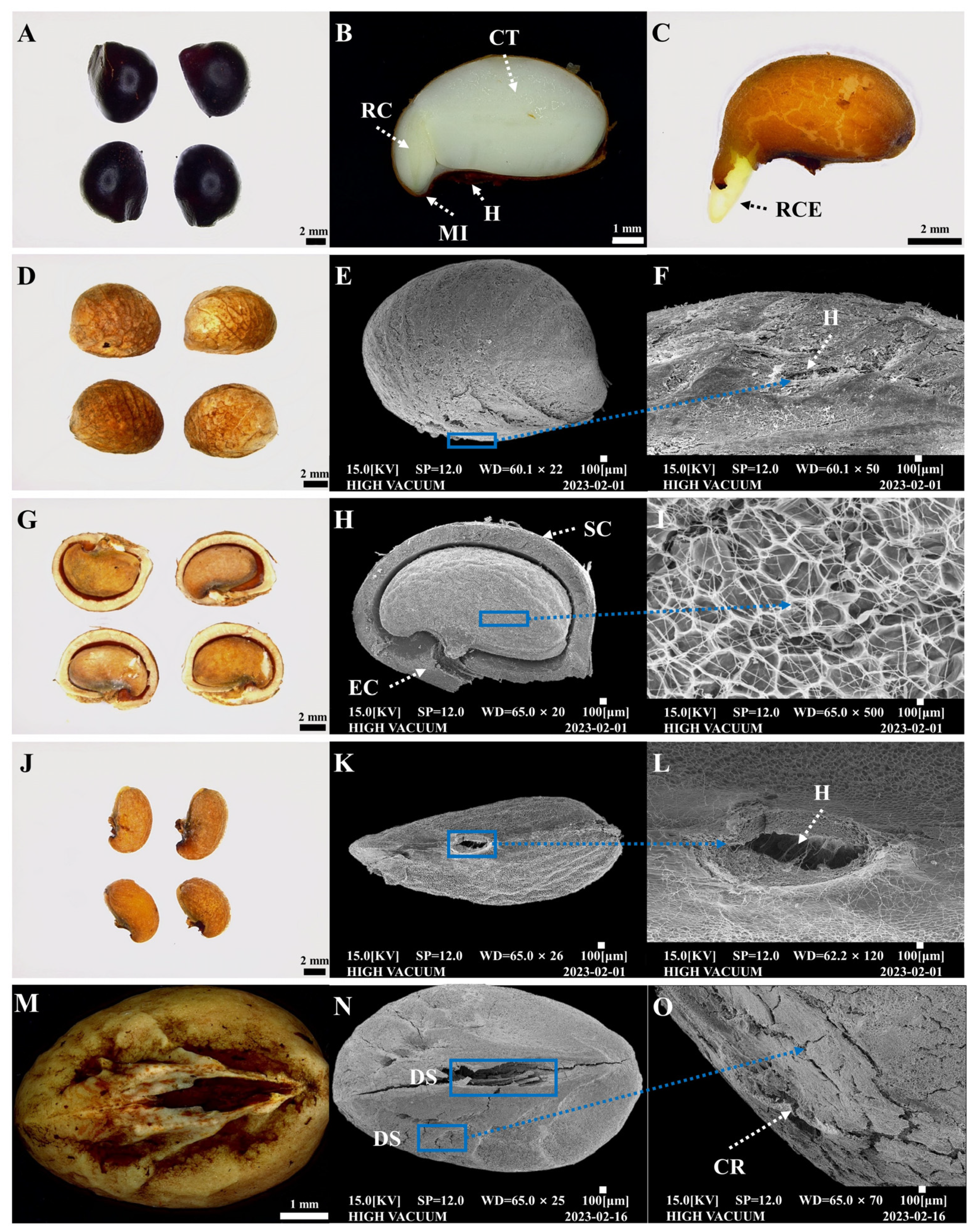 Plants 13 00648 g002