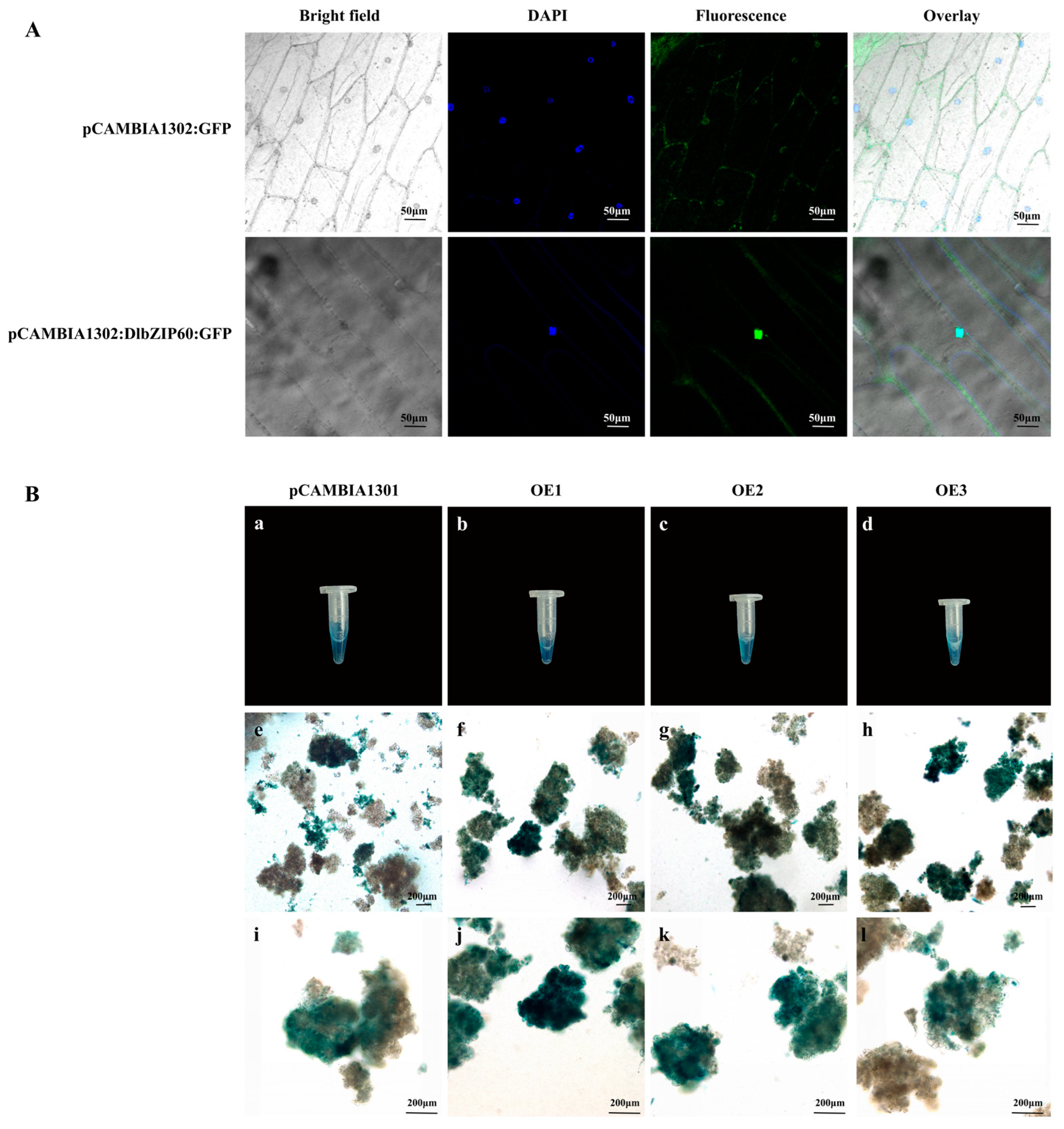 Plants 13 00662 g007