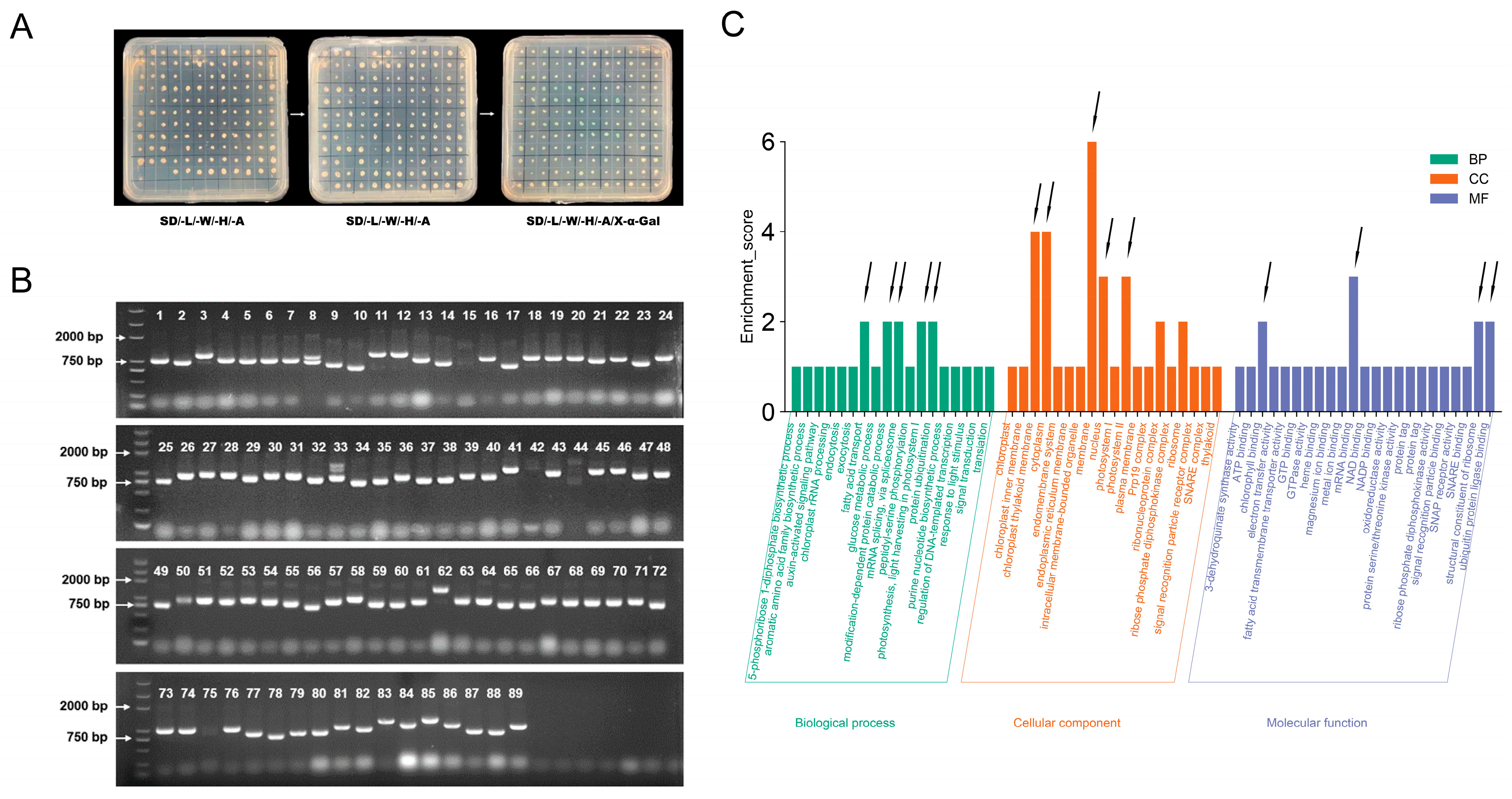 Plants 13 00668 g007
