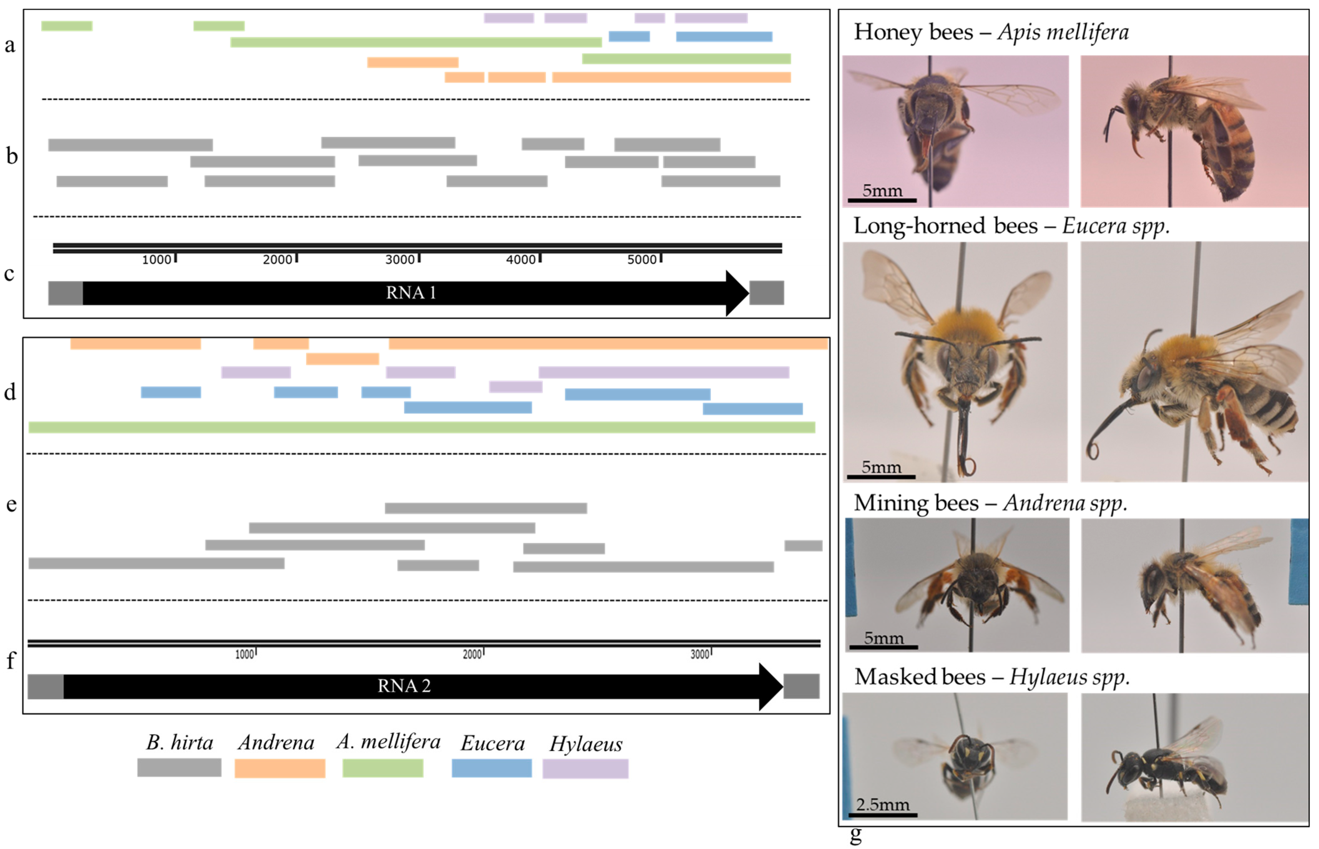 Plants Free Full Text A Distinct Arabidopsis Latent Virus 1