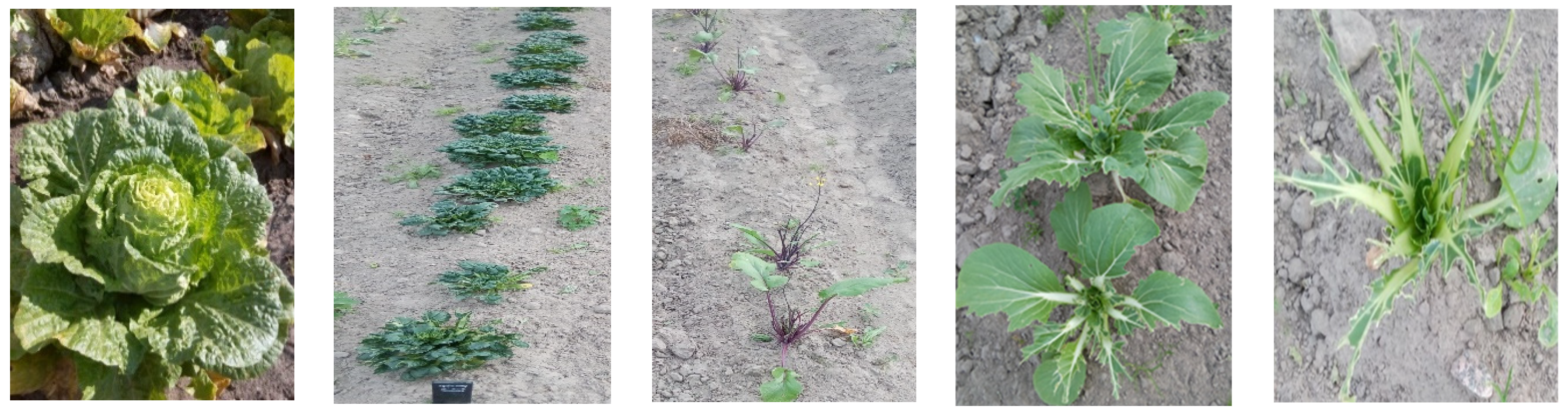 Plants 13 00673 g001 Plants 13 00673 g001