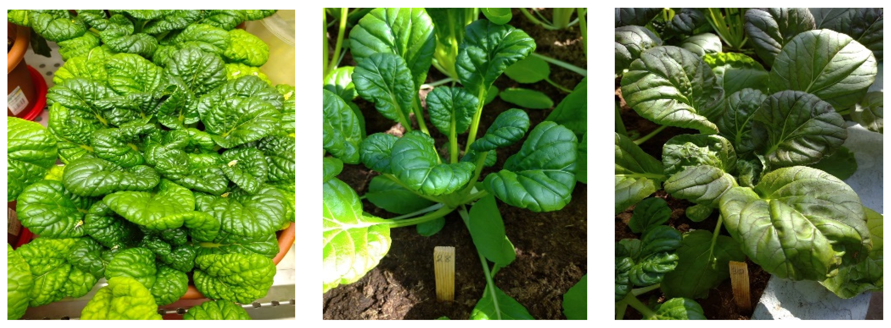 Plants 13 00673 g004 Plants 13 00673 g004