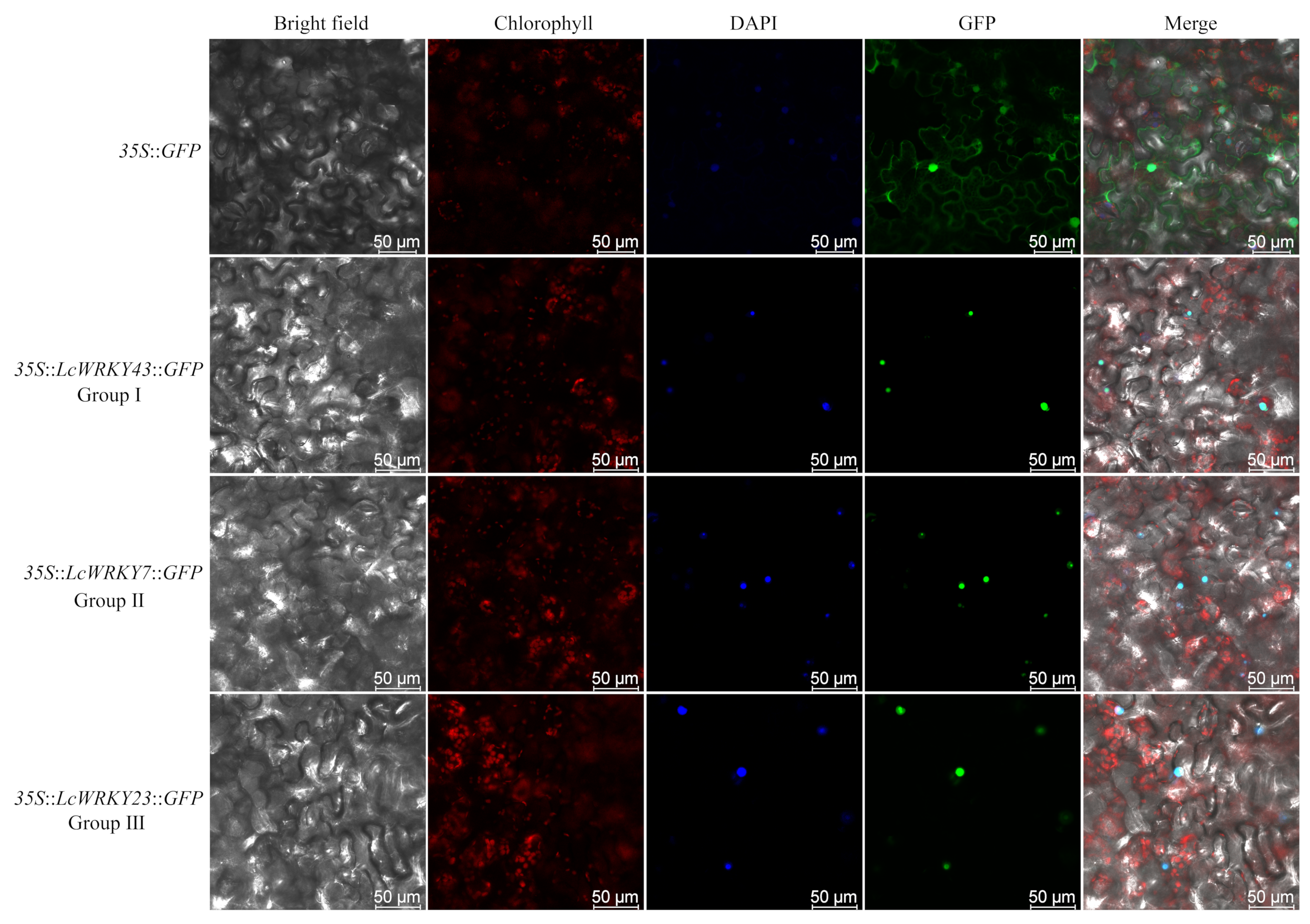 Plants 13 00676 g007