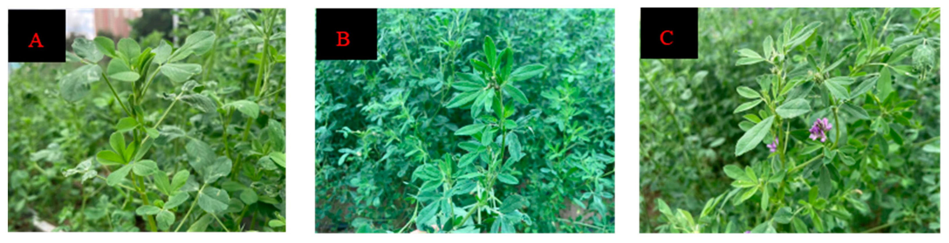 Plants 13 00679 g001