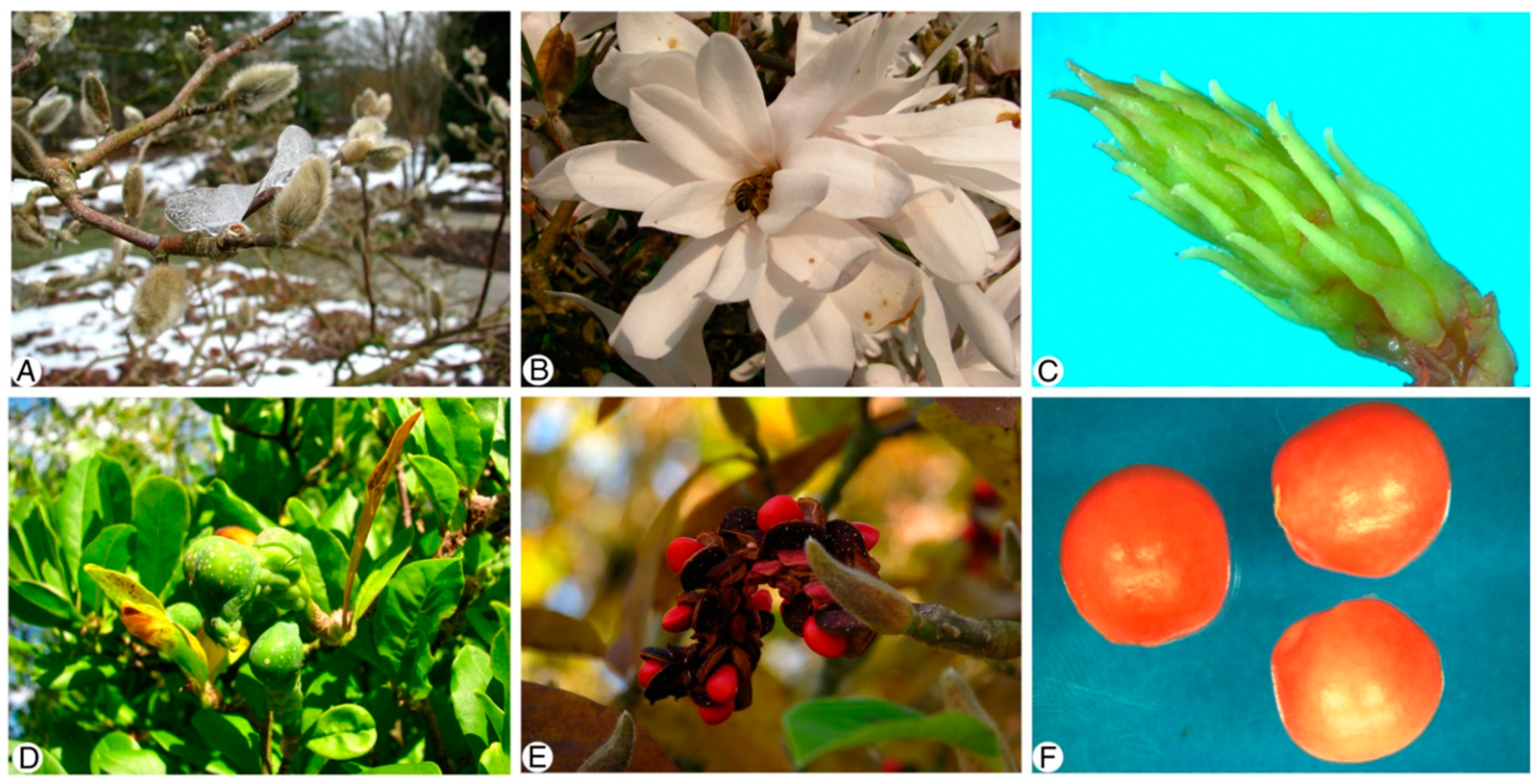 Plants 13 00688 g001 Plants 13 00688 g001