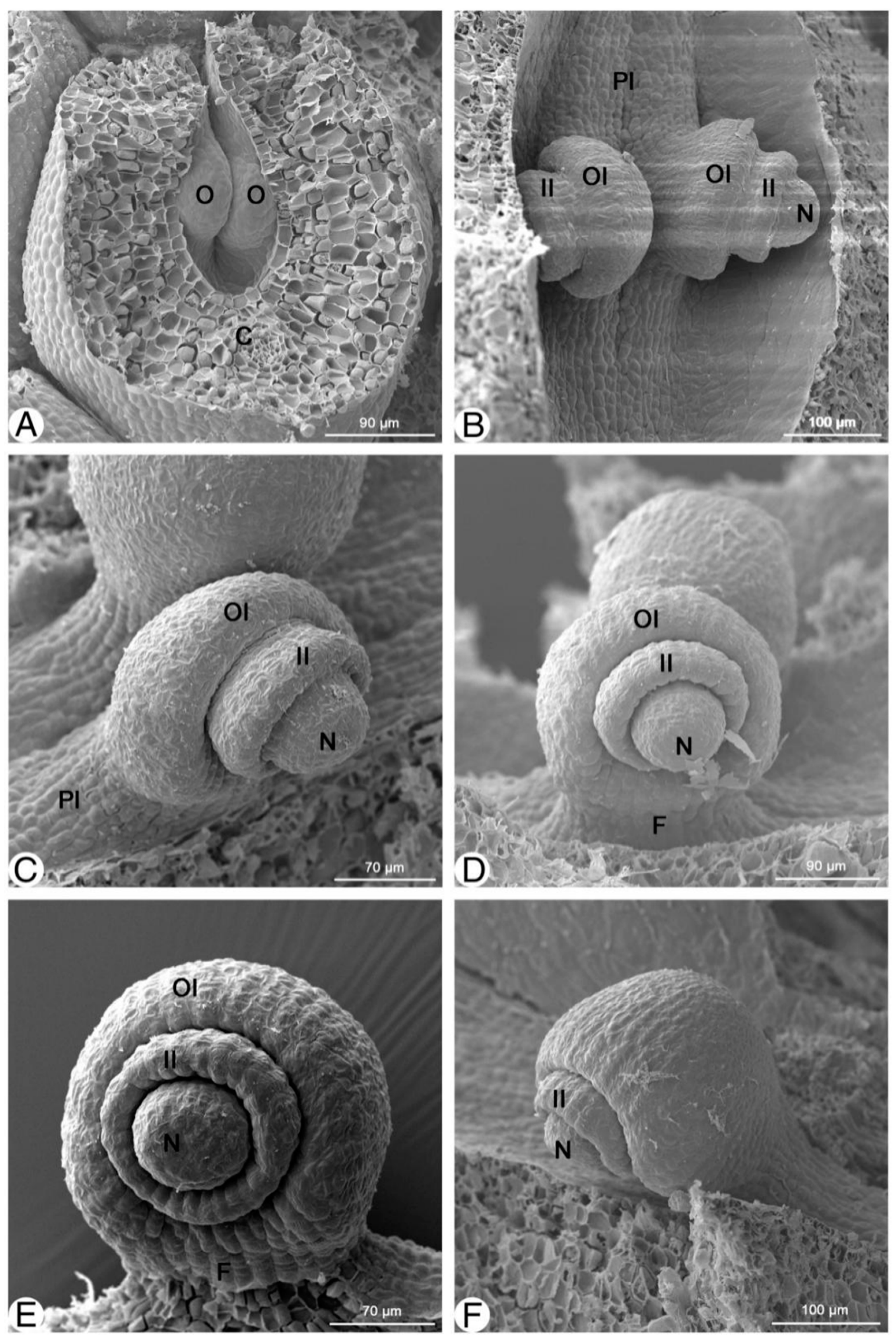 Plants 13 00688 g002 Plants 13 00688 g002