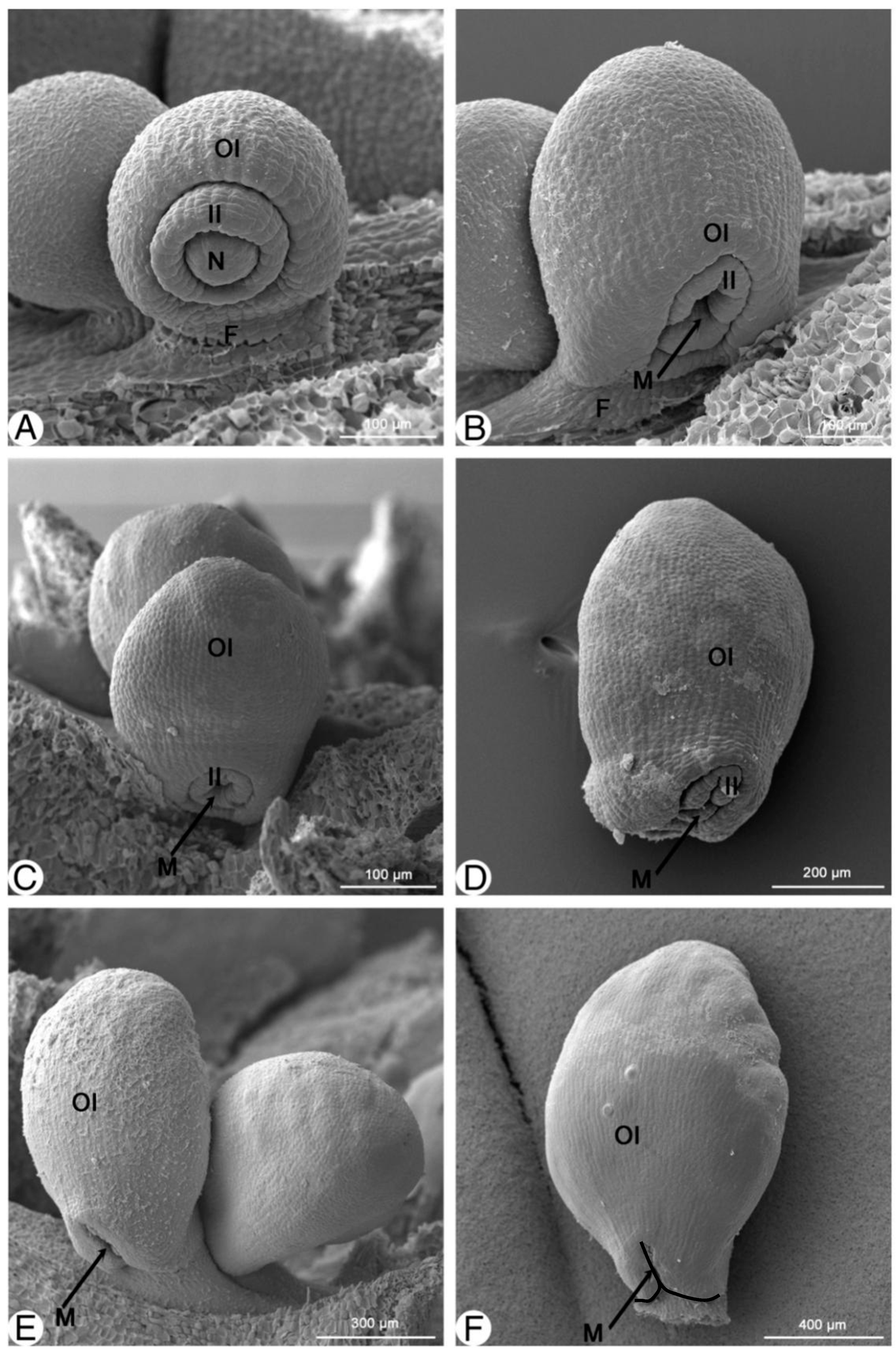 Plants 13 00688 g003 Plants 13 00688 g003