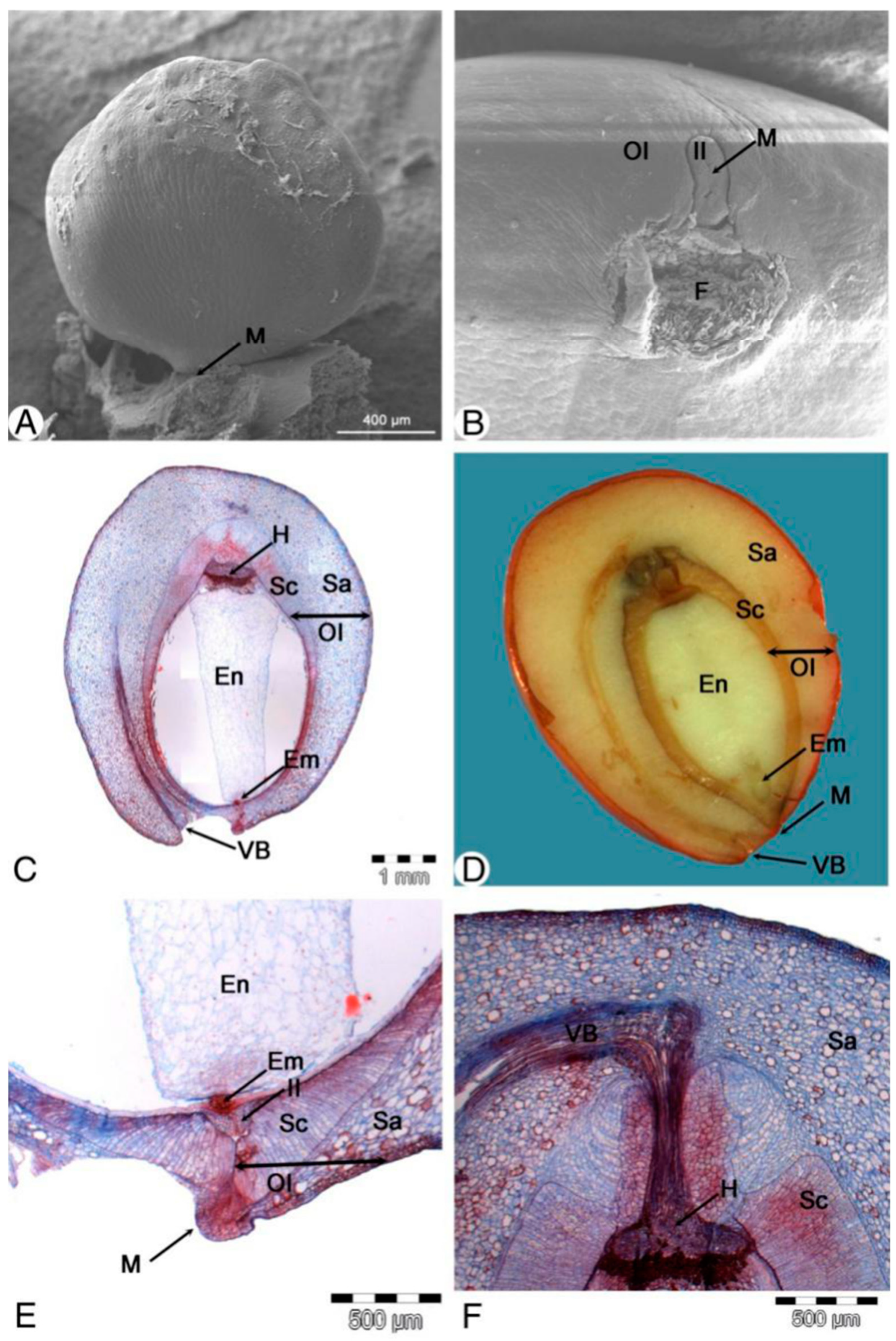 Plants 13 00688 g004 Plants 13 00688 g004