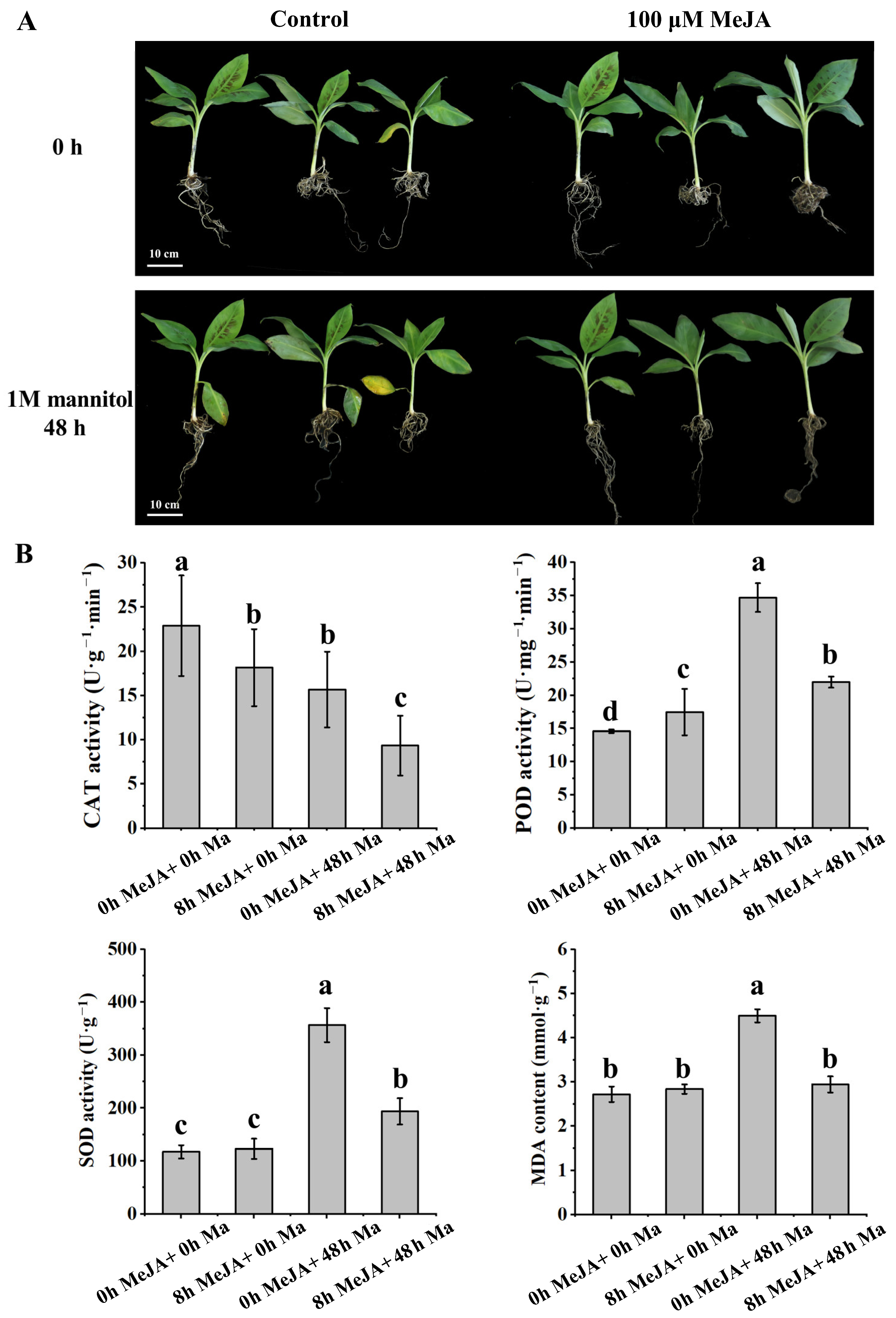 Plants 13 00712 g001