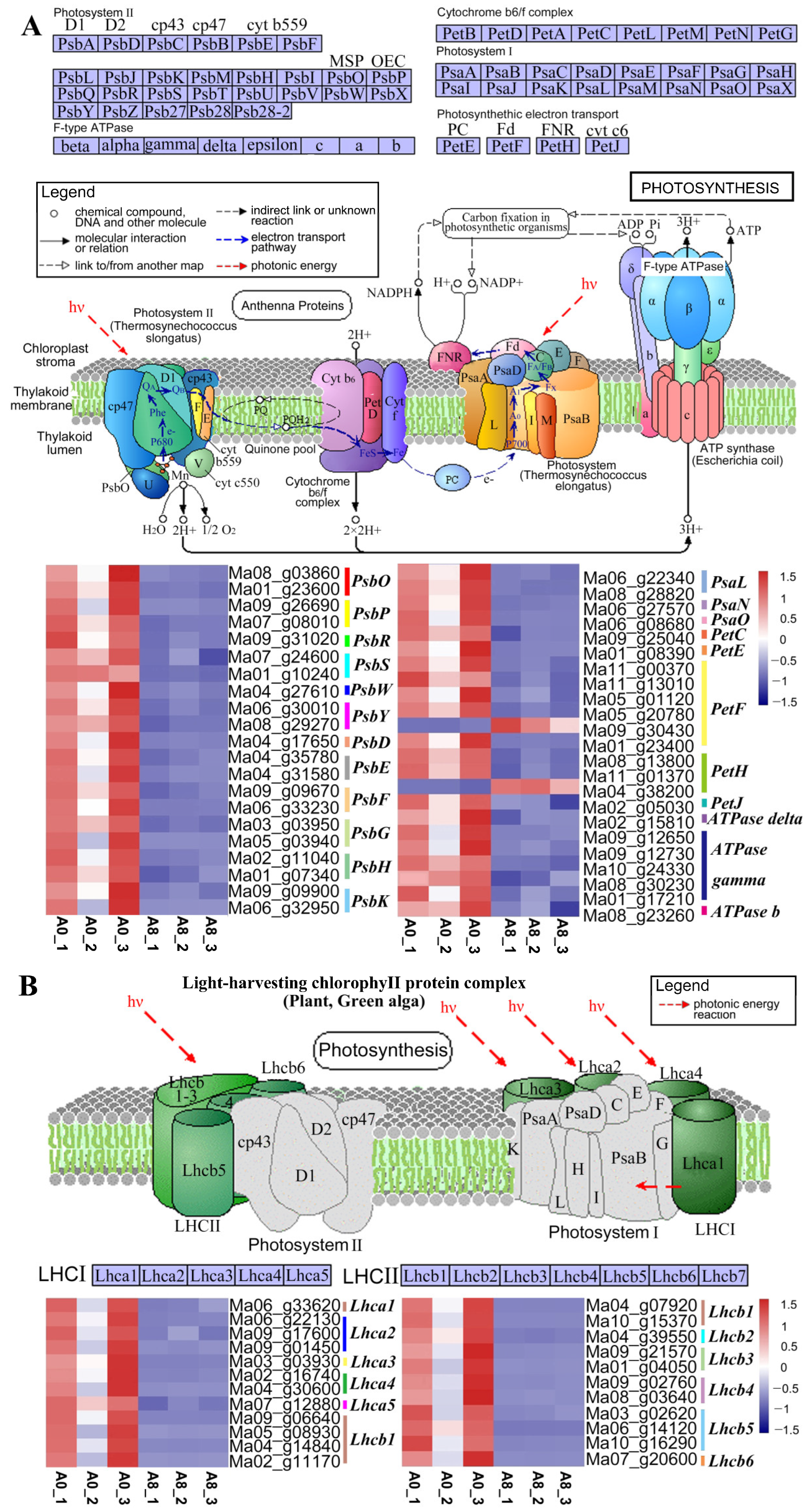 Plants 13 00712 g005