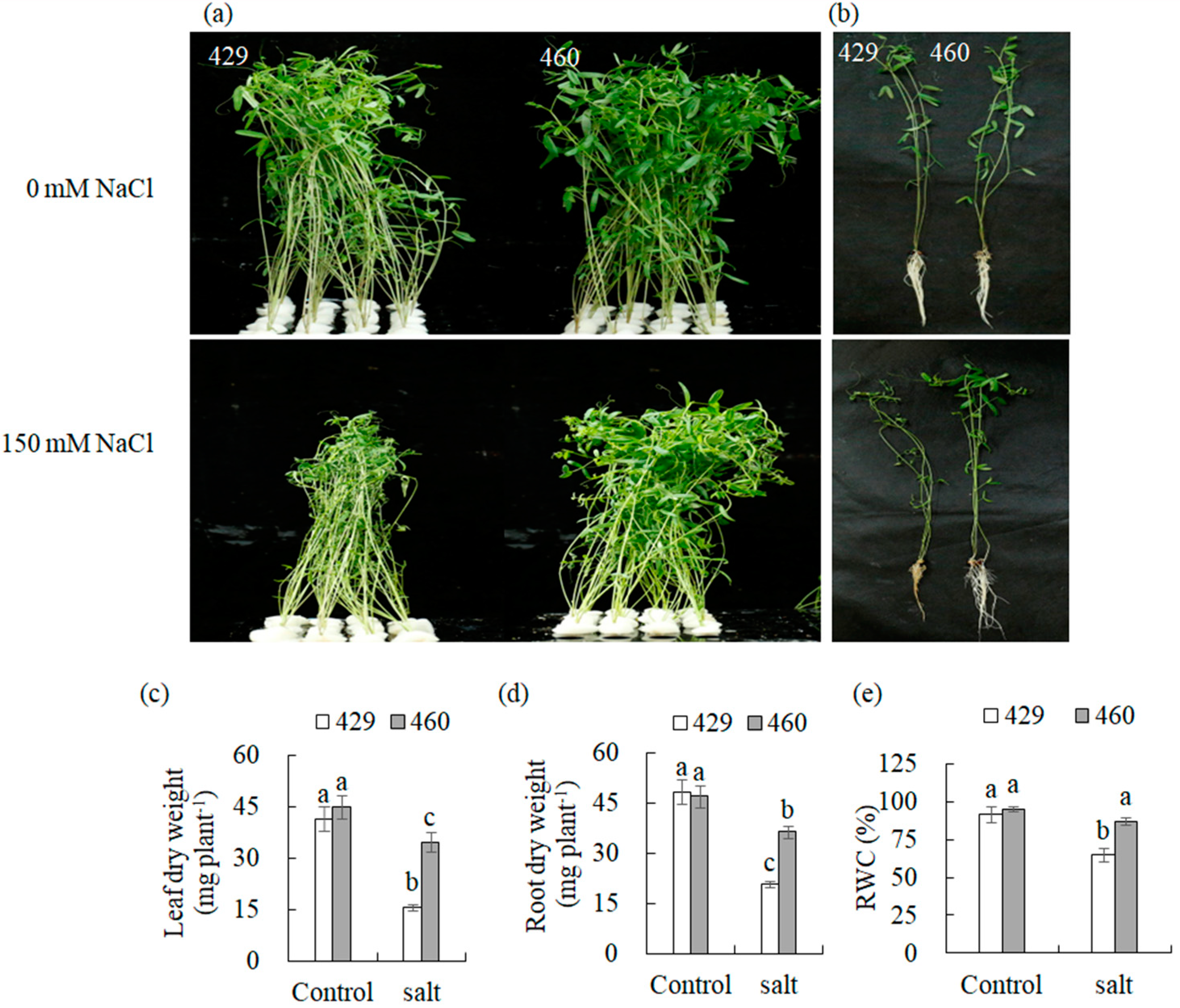 Plants 13 00714 g001