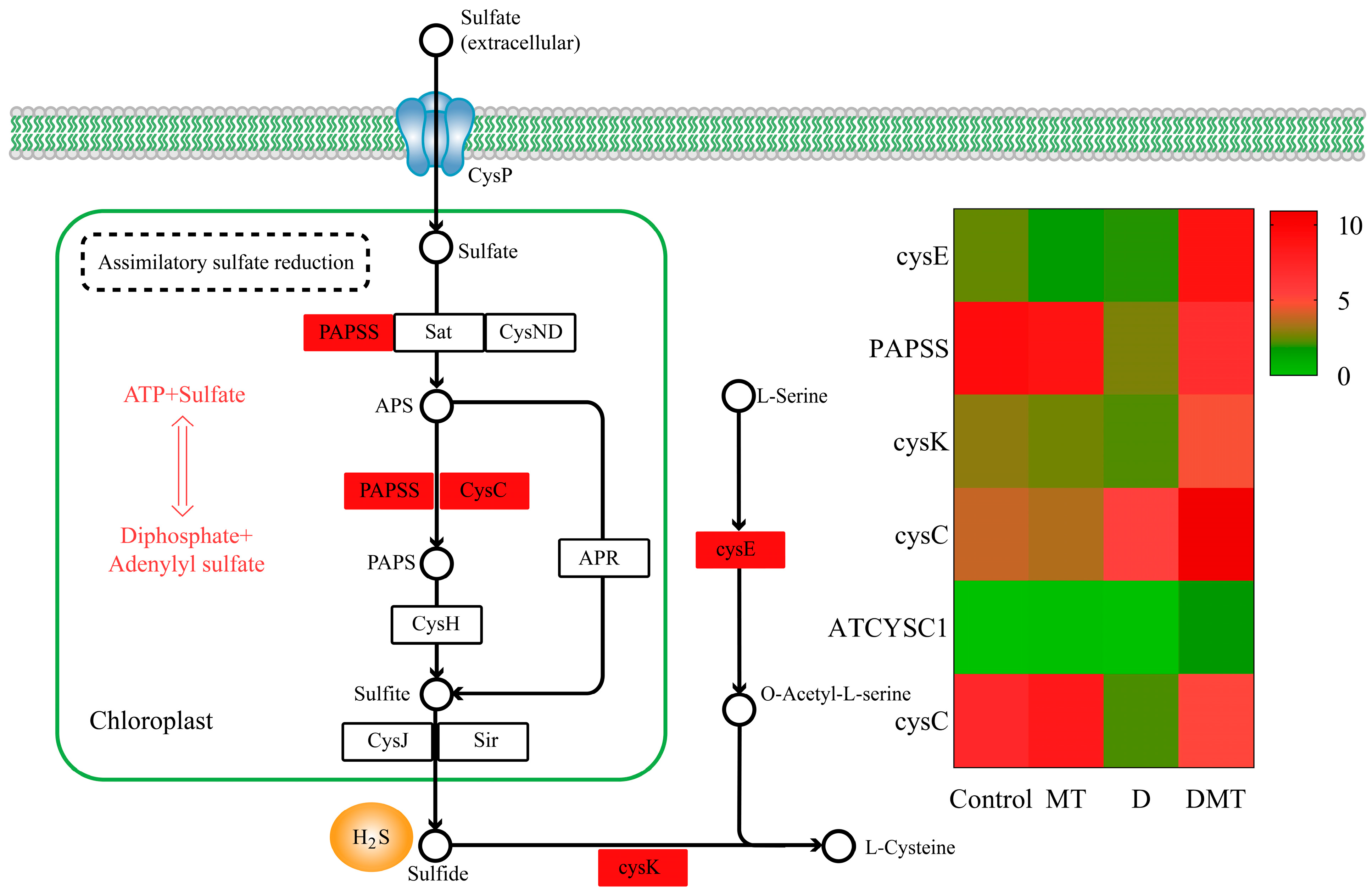 Plants 13 00716 g006