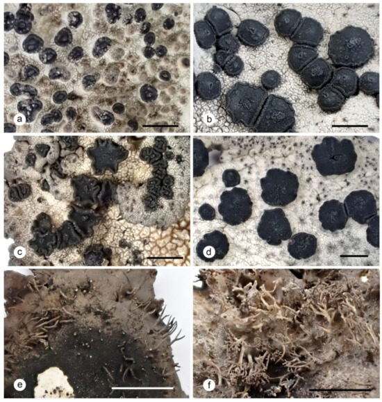 Multilocus Molecular Phylogeny of the Umbilicaria aprina Group  