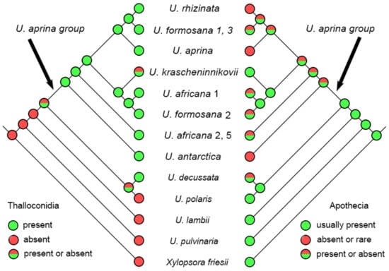 Multilocus Molecular Phylogeny of the Umbilicaria aprina Group  