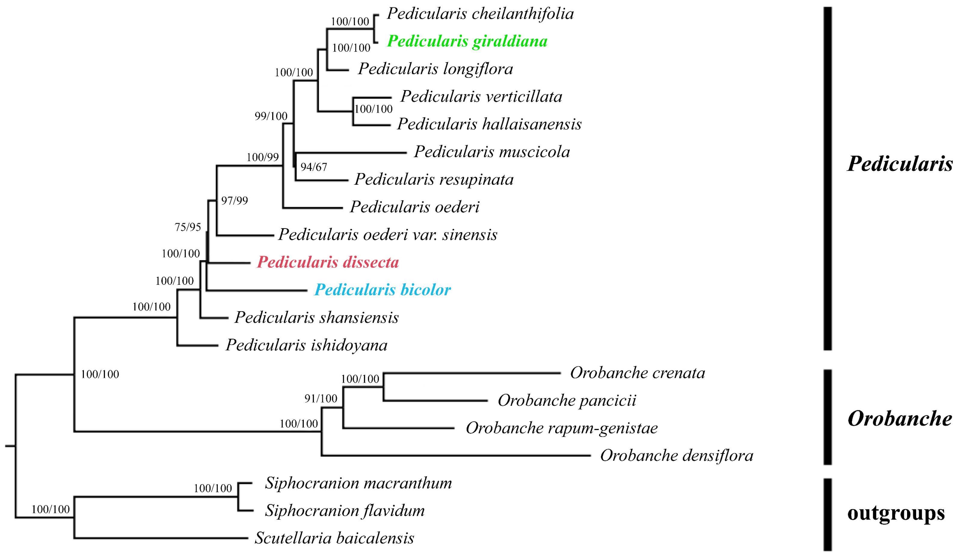 Plants 13 00765 g001