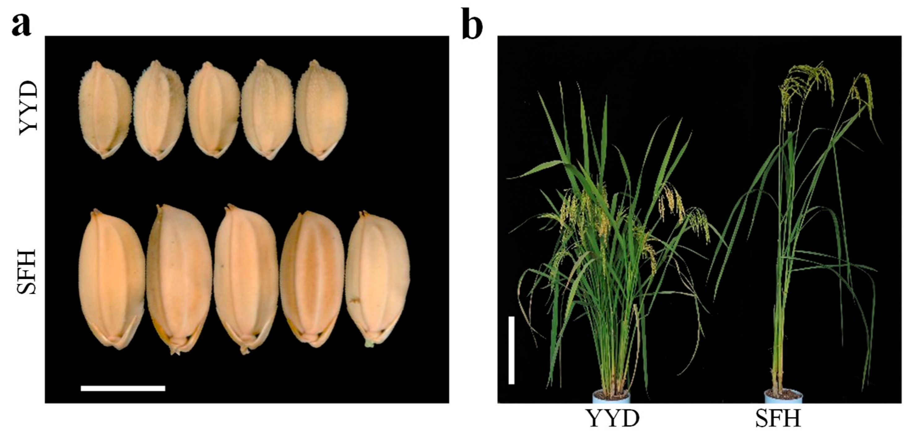 Plants | Free Full-Text | Dissecting the Genetic Basis of Yield