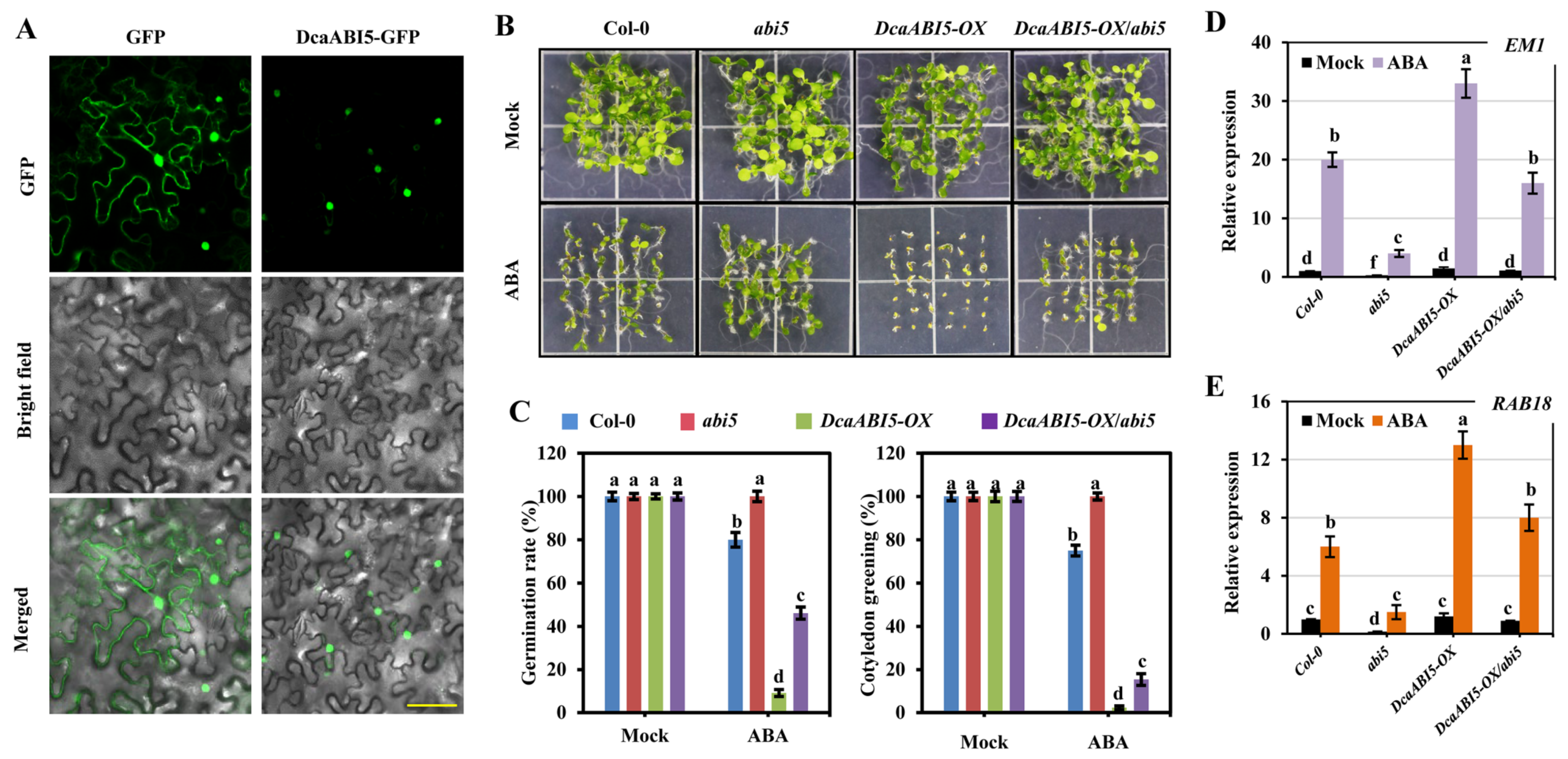 Plants 13 00774 g007