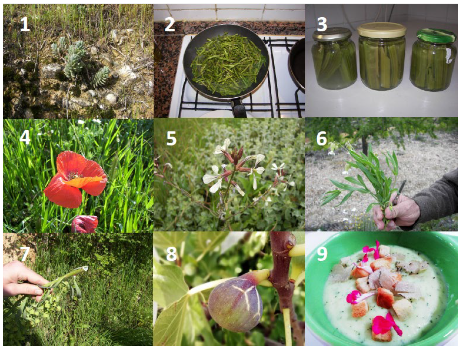 Plants 13 00775 g003