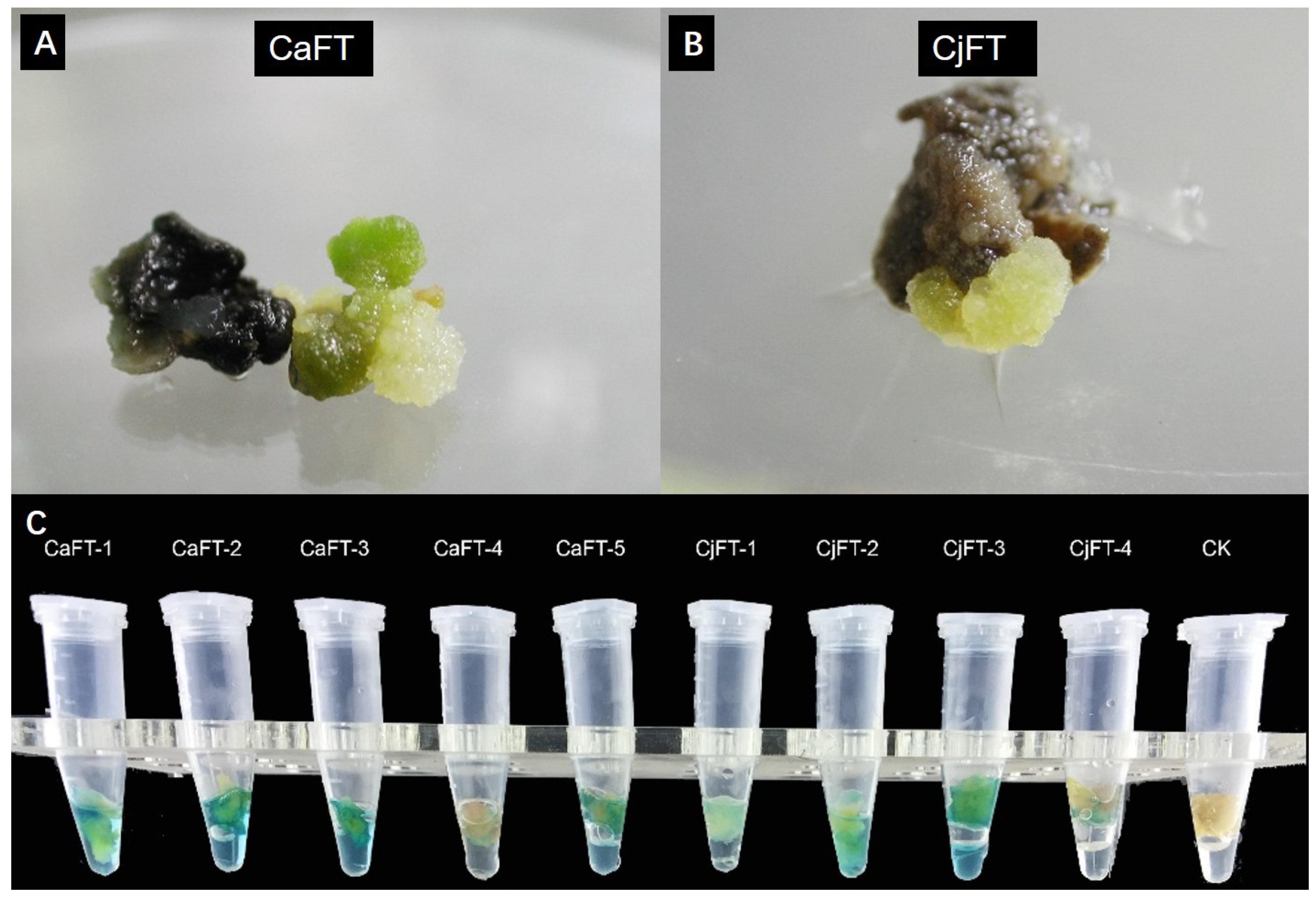 Plants 13 00784 g005