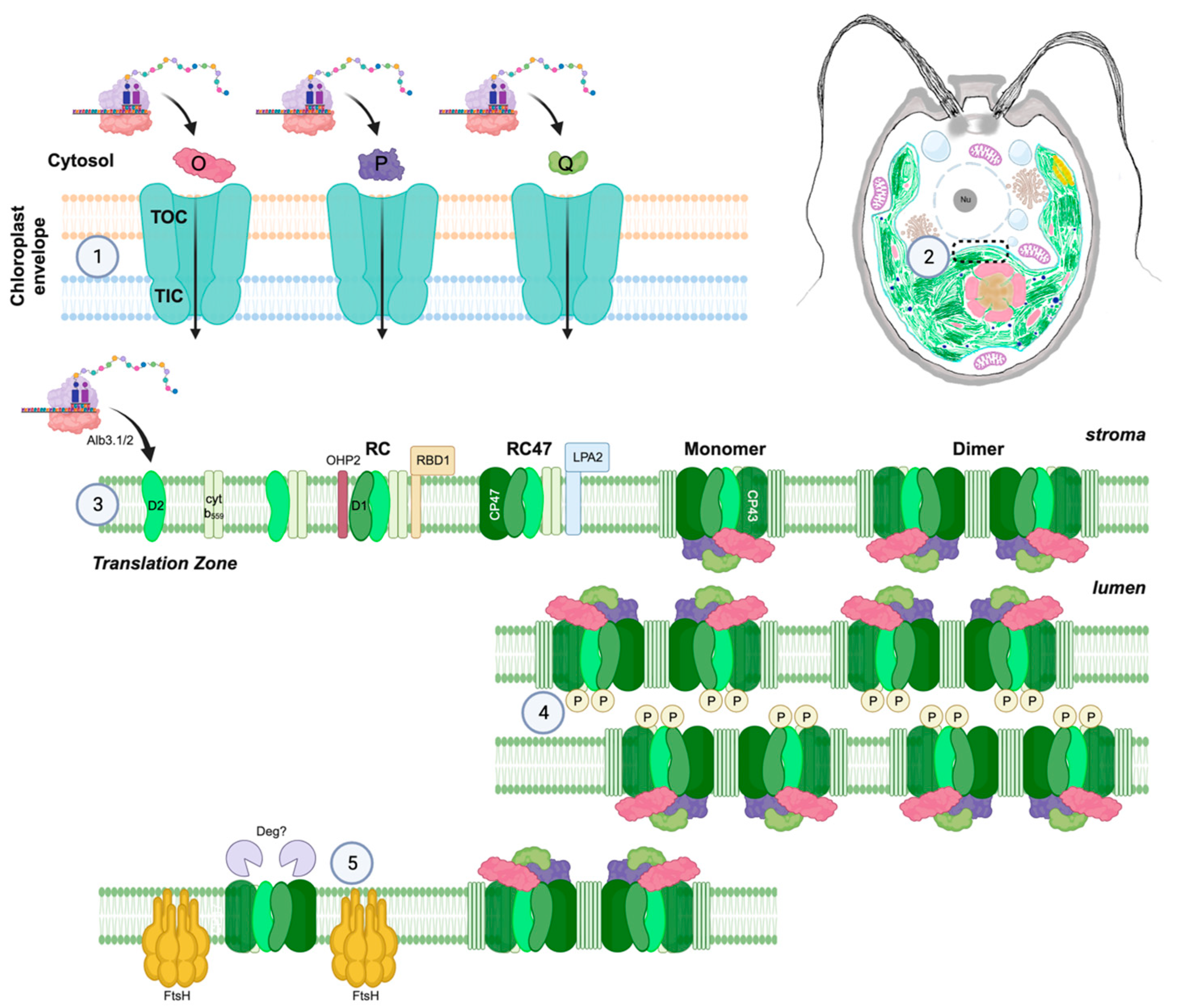 Plants 13 00811 g001