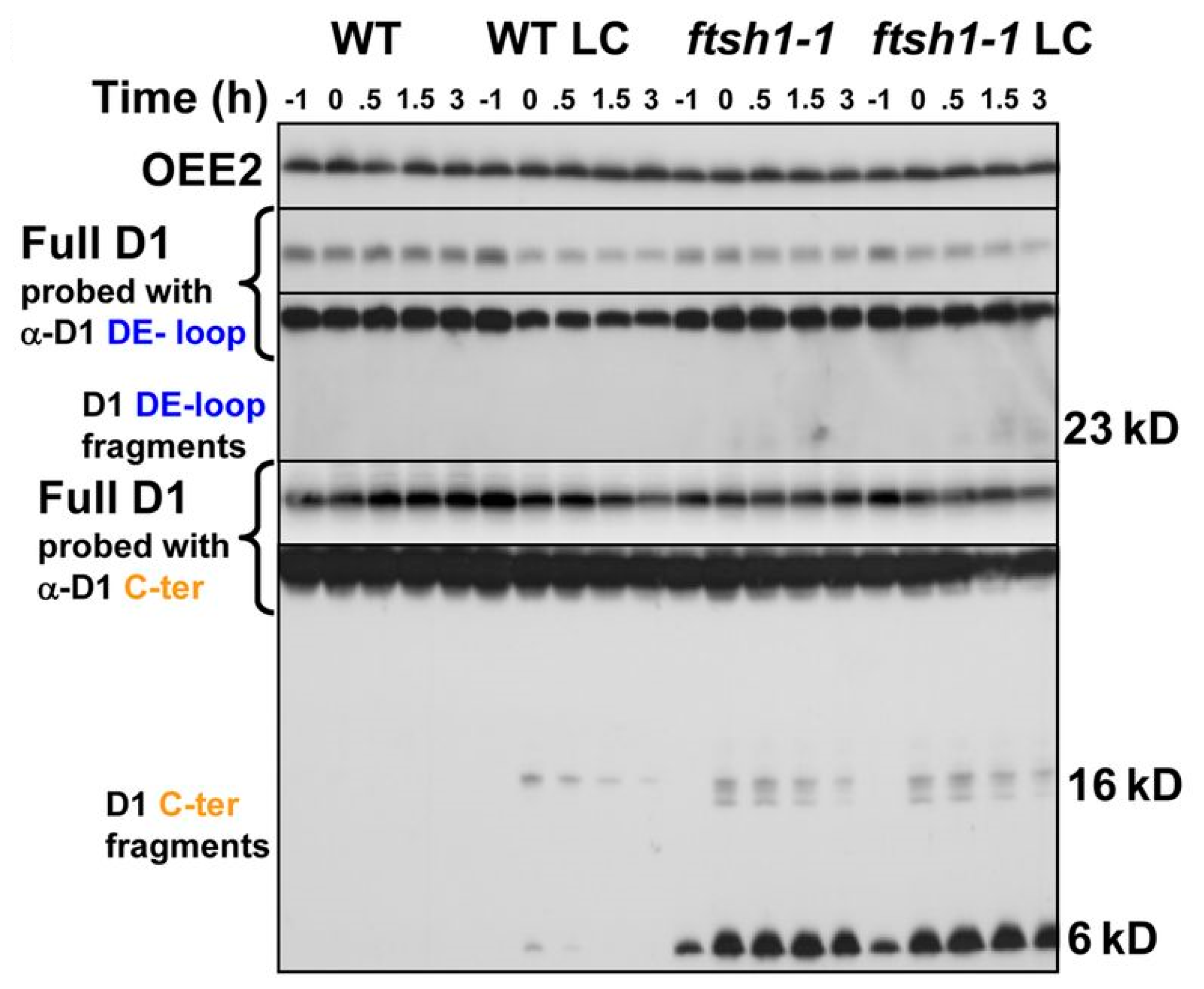 Plants 13 00811 g003