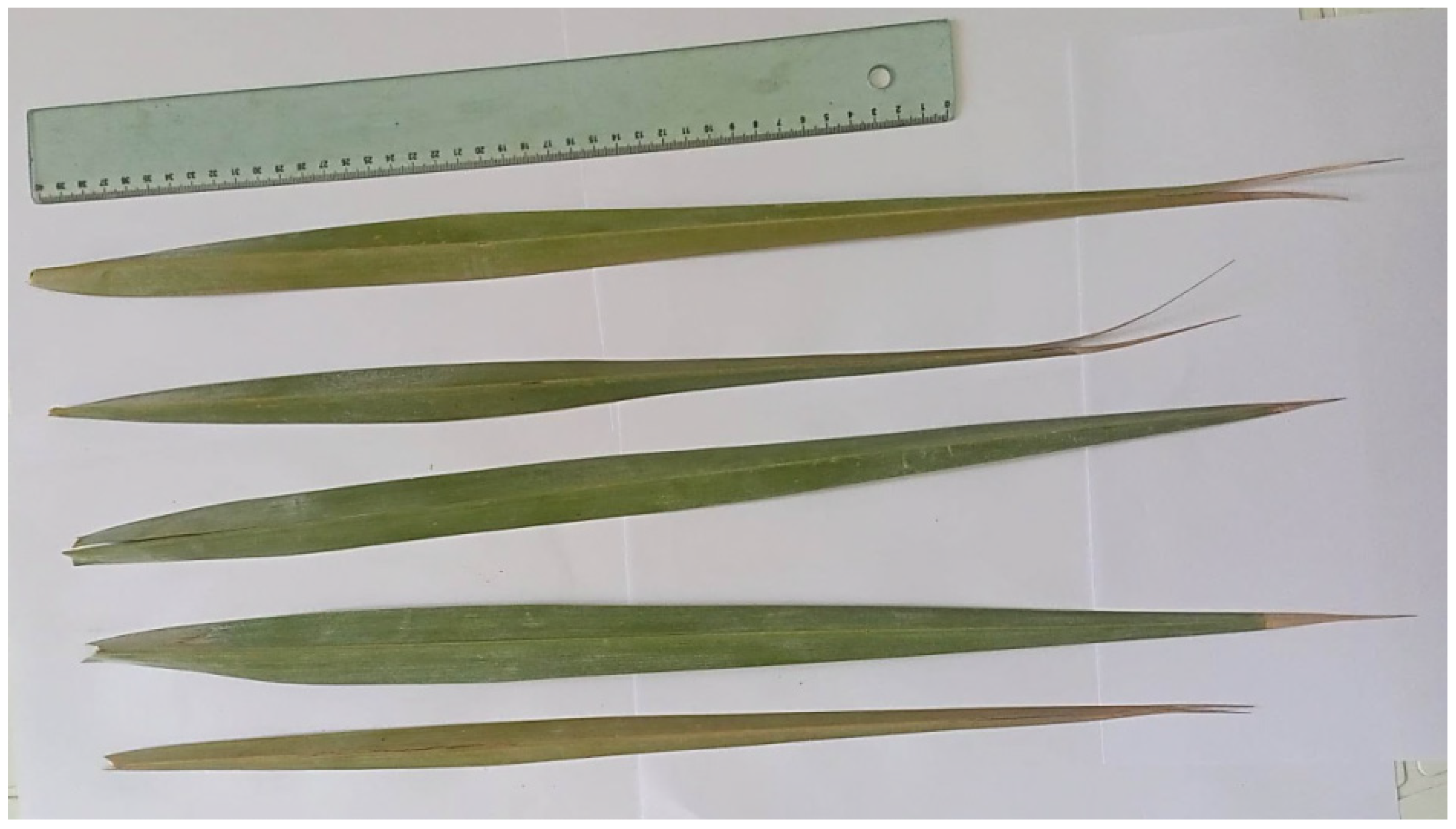 Plants 13 00815 g003