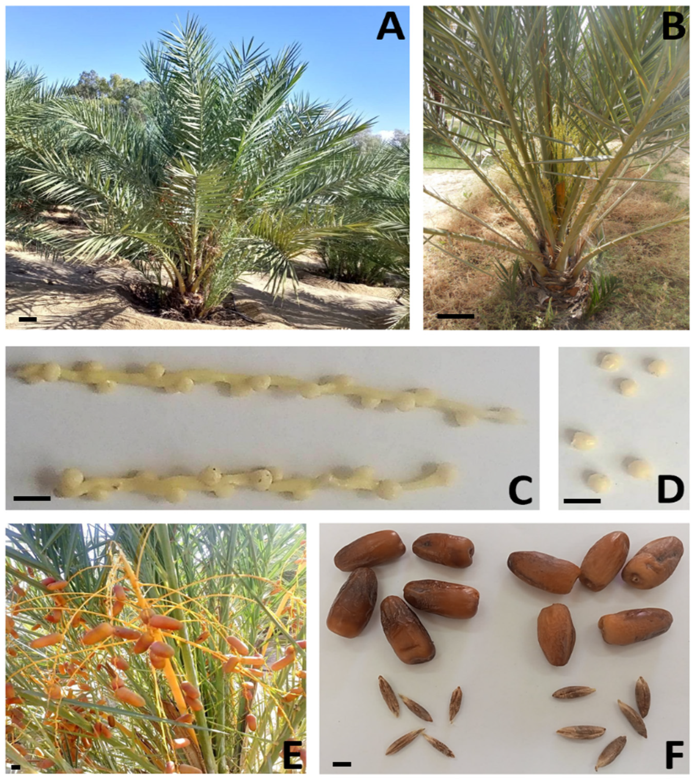 Plants 13 00815 g007