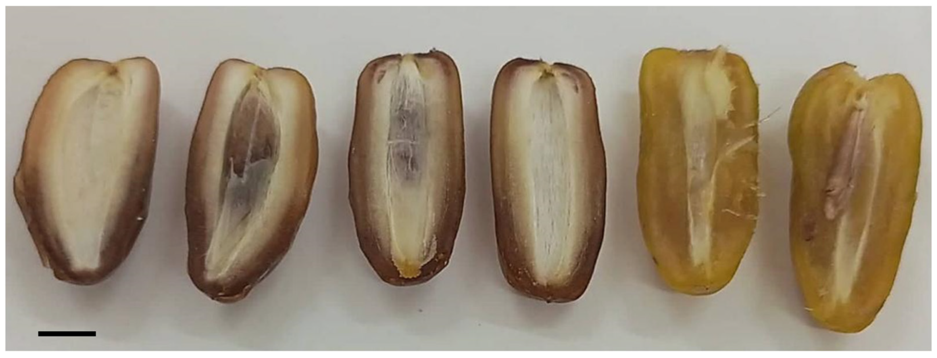 Plants 13 00815 g008