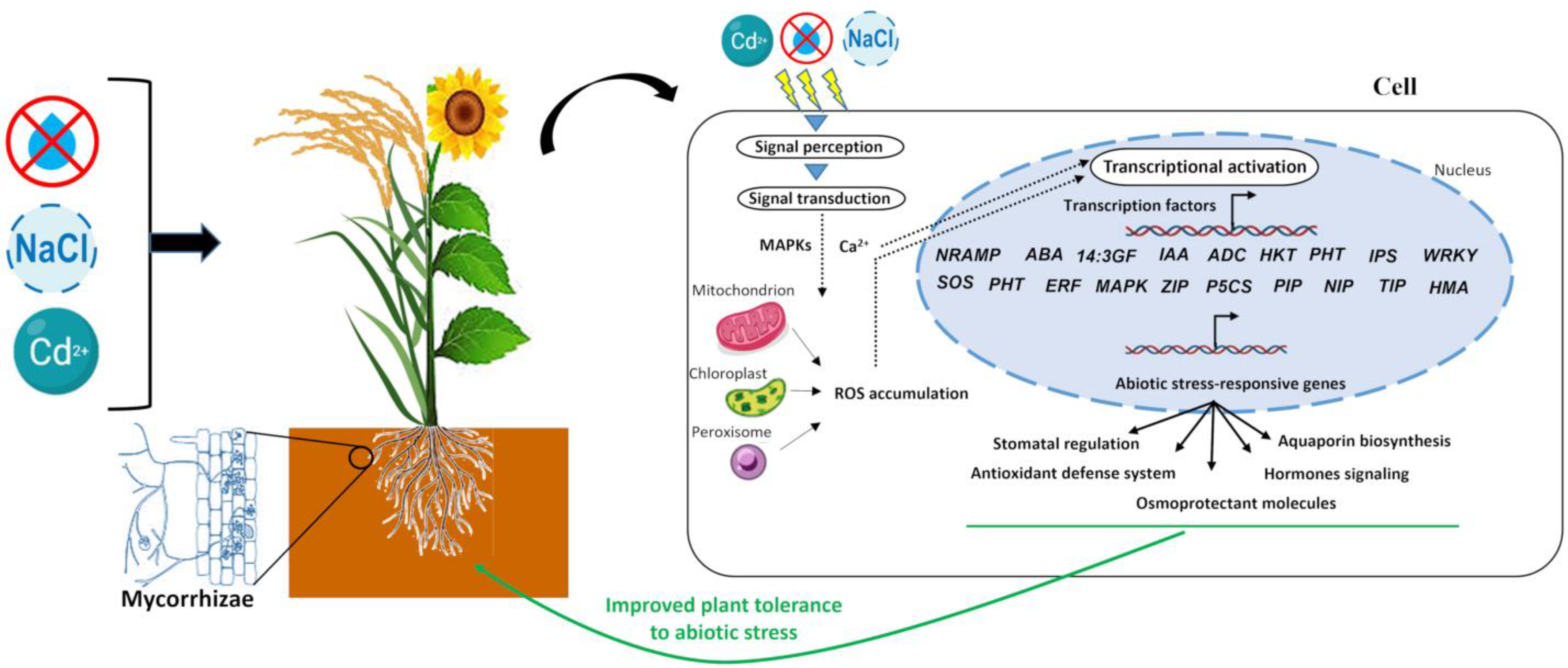 Plants 13 00826 g001