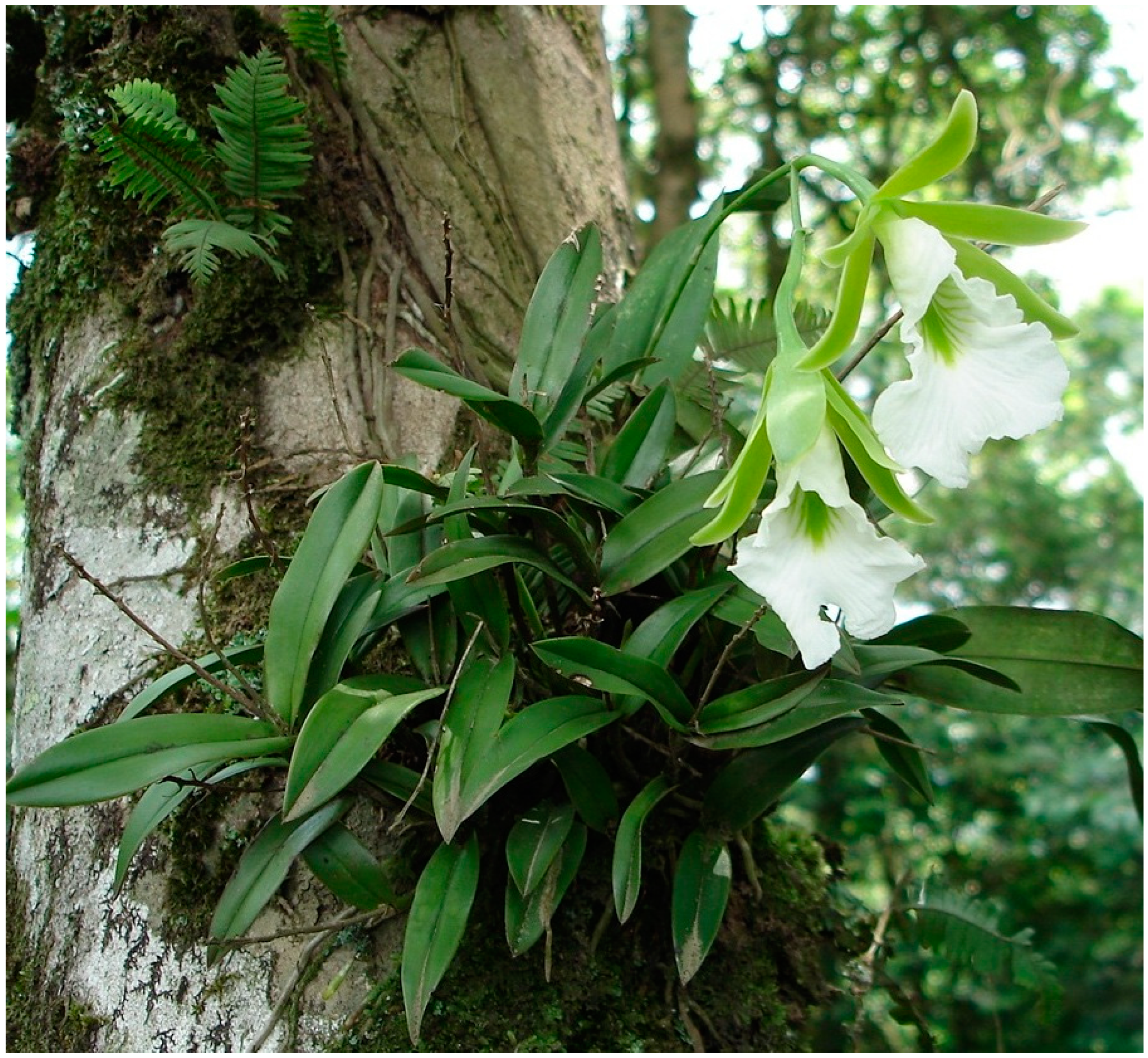 Plants 13 00839 g001 Plants 13 00839 g001