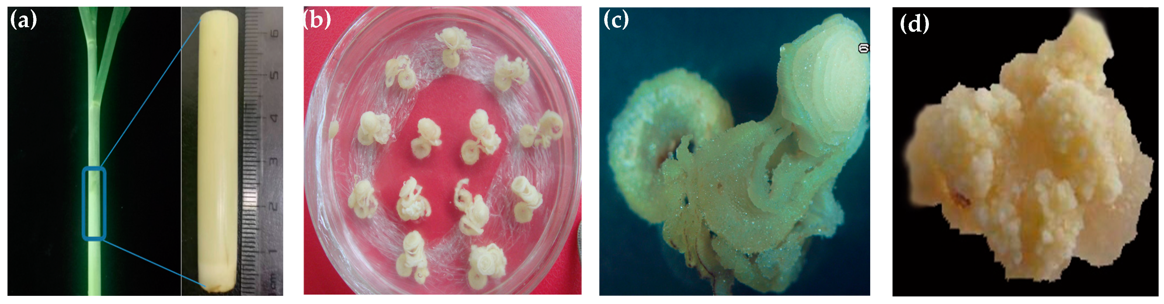 Plants 13 00852 g001