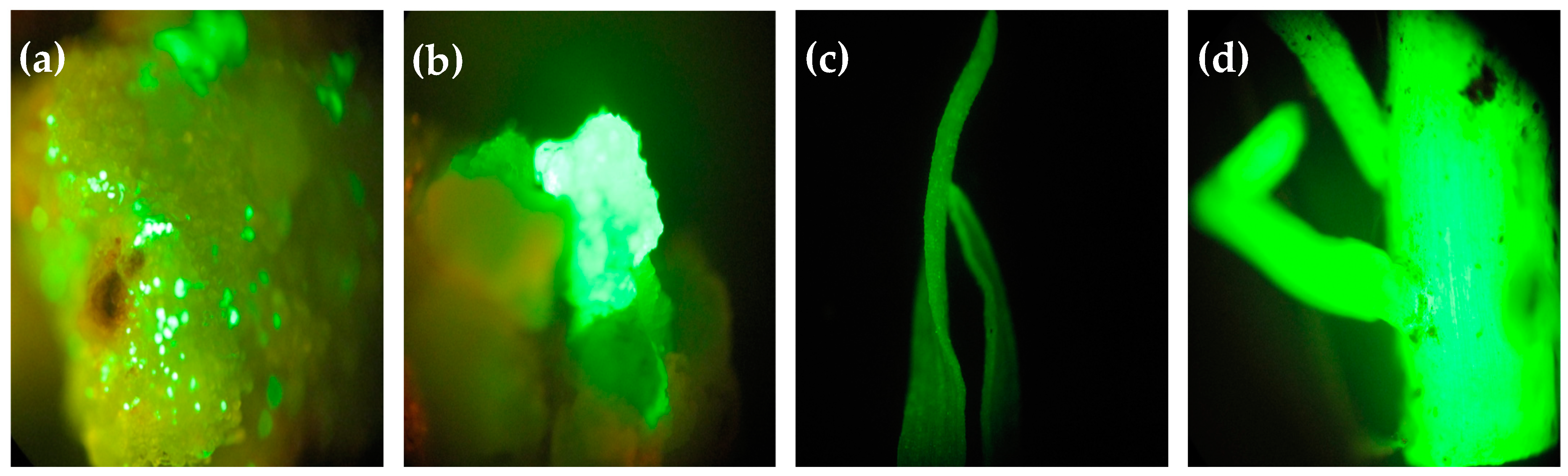 Plants 13 00852 g004