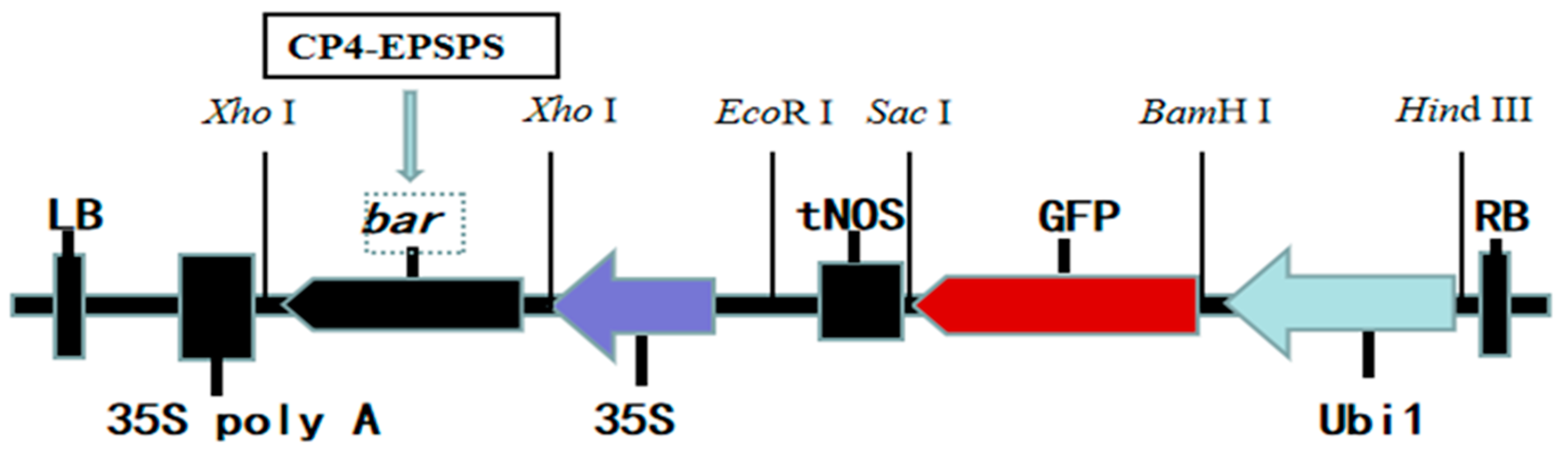 Plants 13 00852 g008