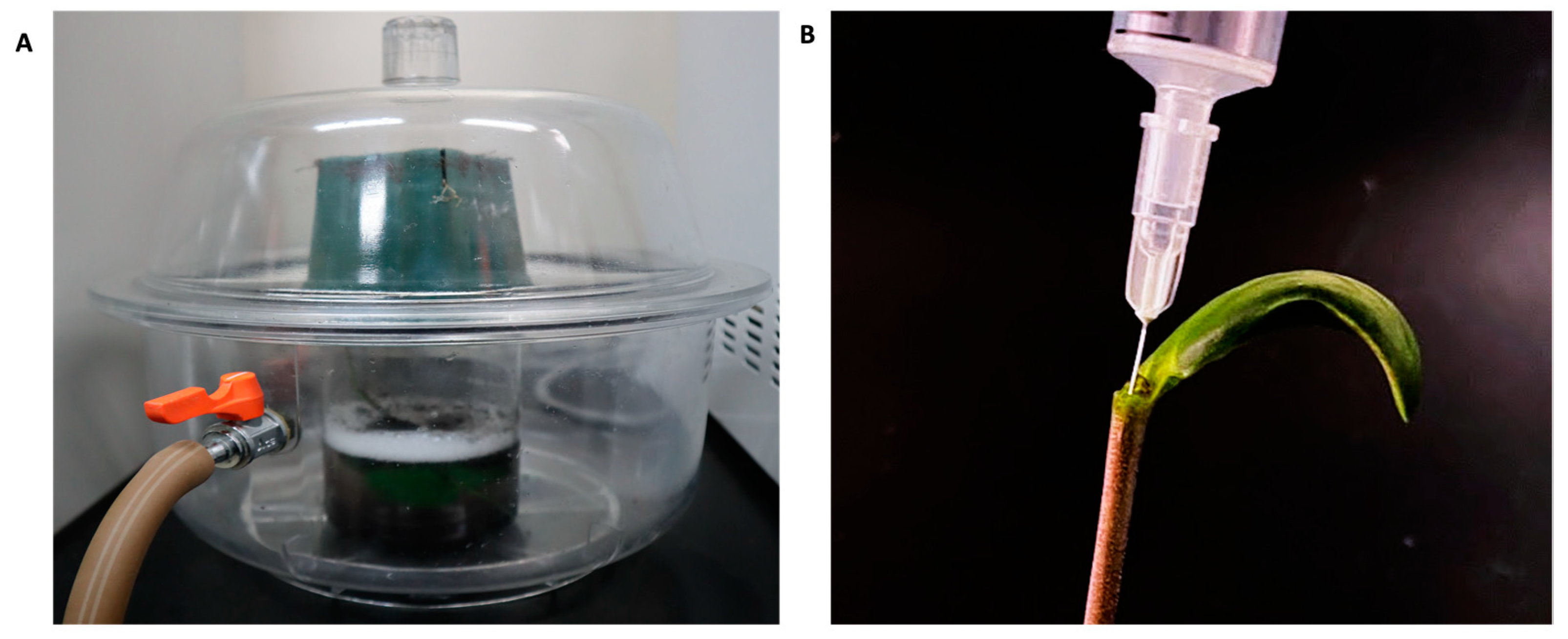 Plants 13 00858 g005