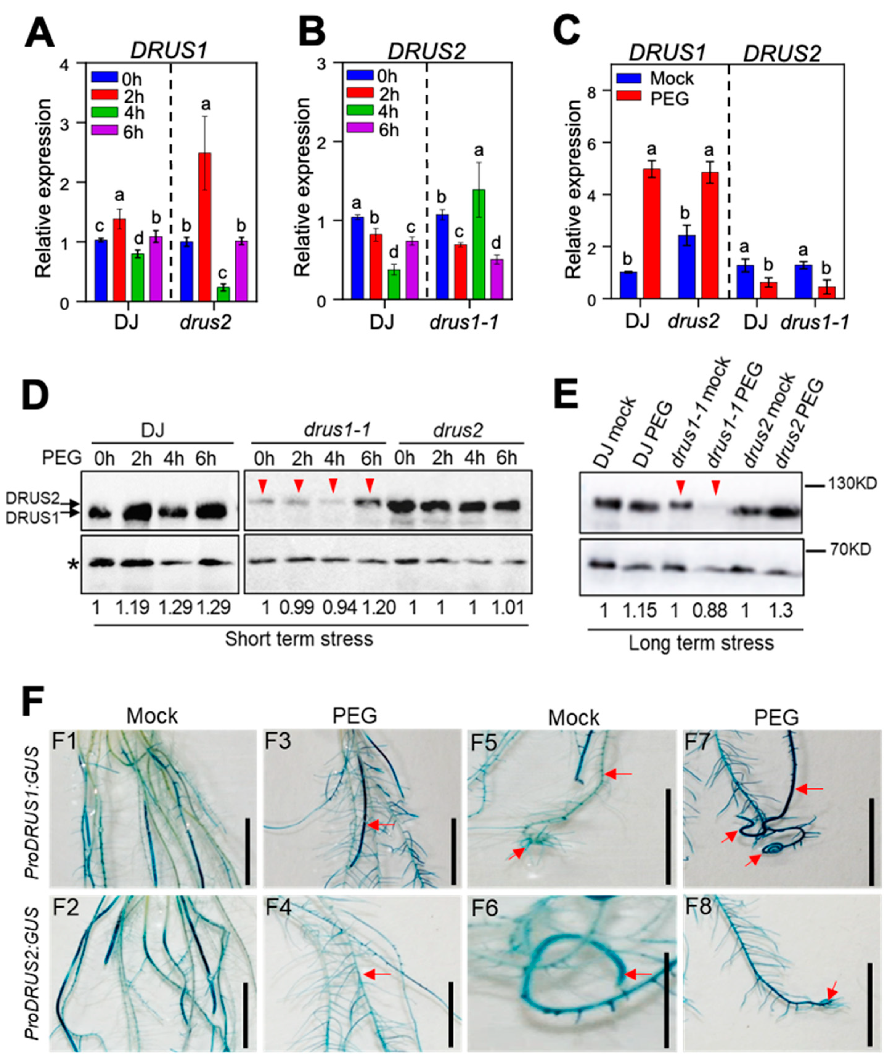 Plants 13 00860 g004