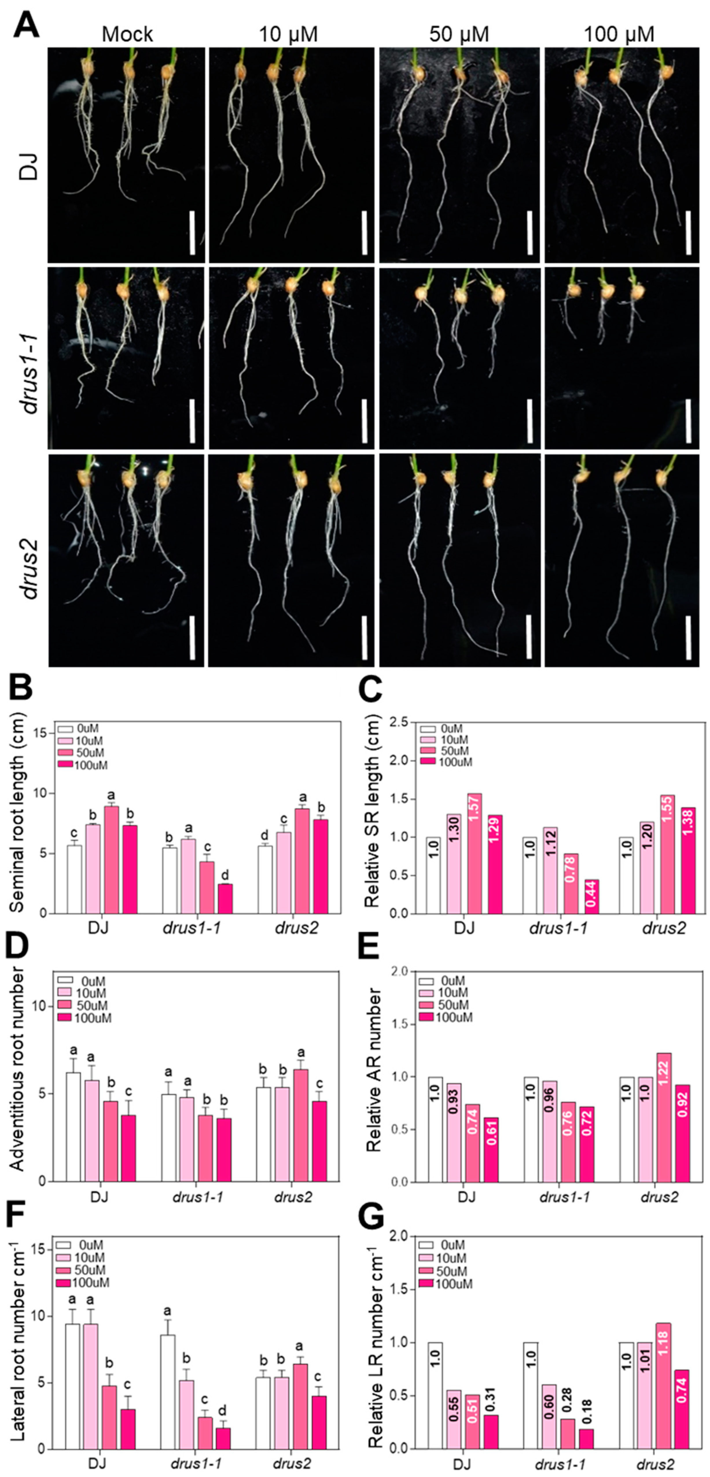 Plants 13 00860 g007